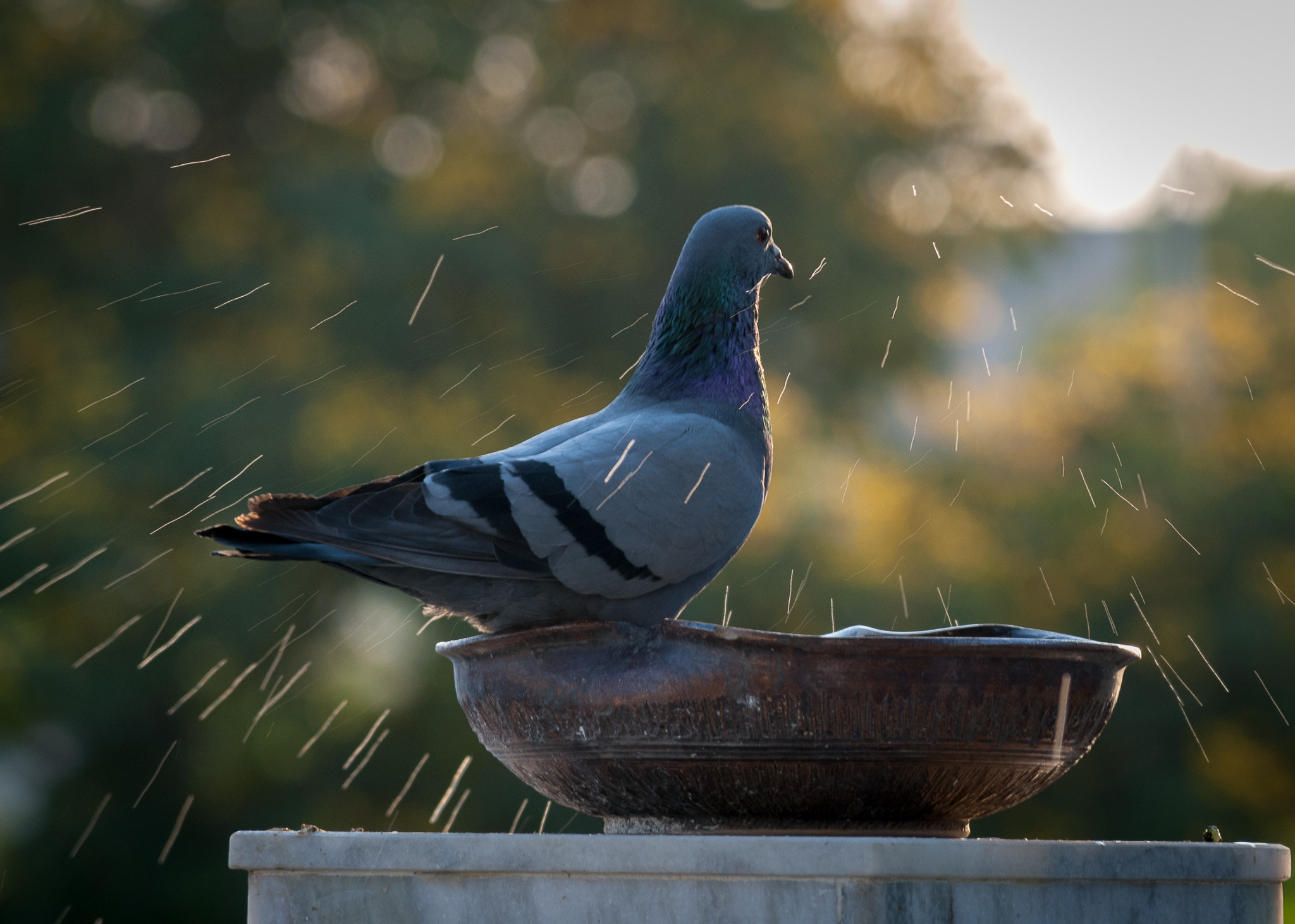 Nikon D40X sample photo. Summer splash photography