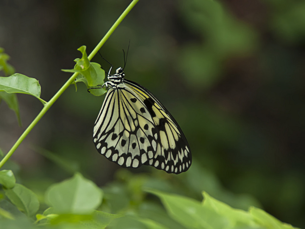 Pentax K200D sample photo. ... photography