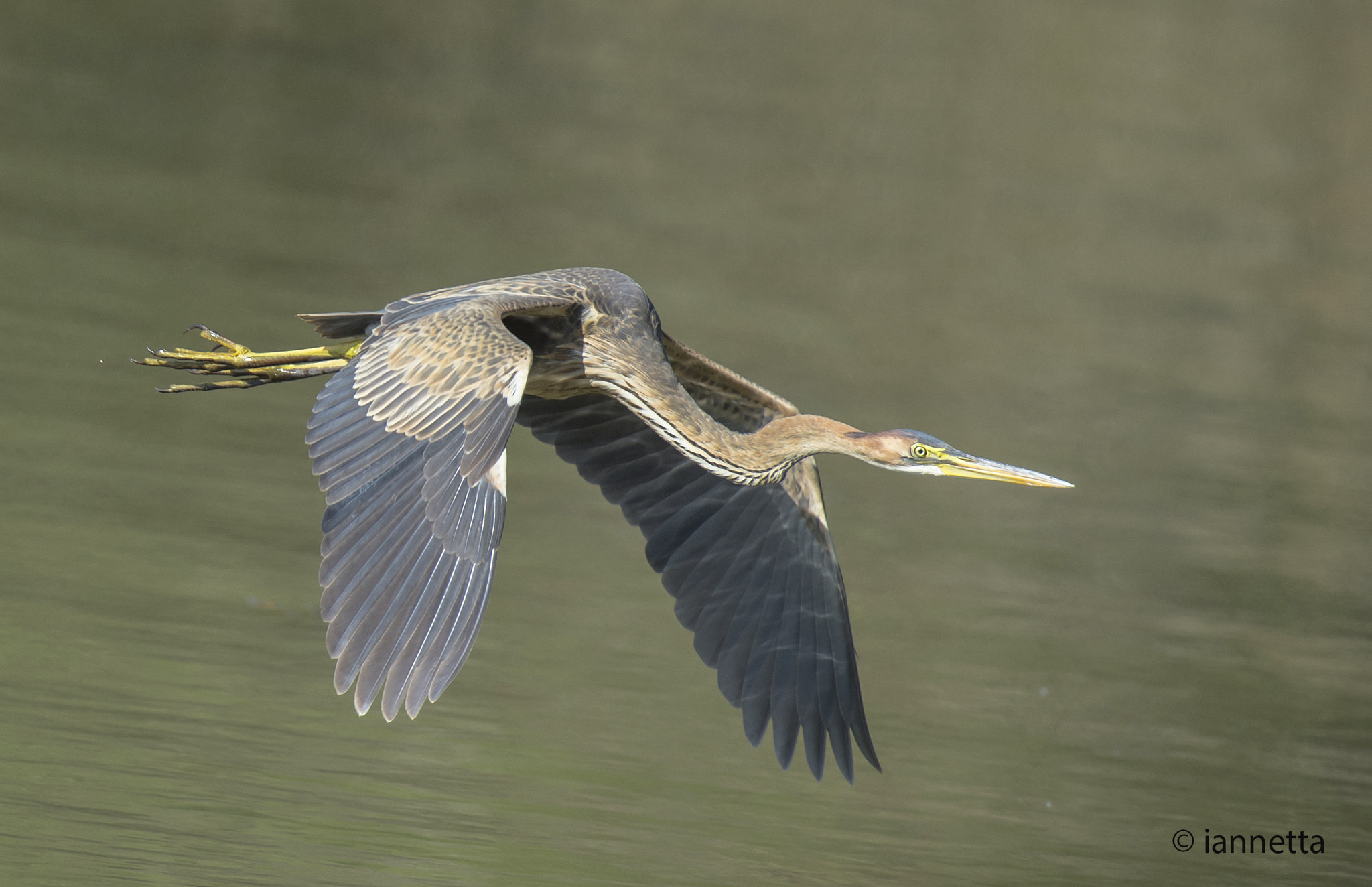 Nikon AF-S Nikkor 400mm F2.8G ED VR II sample photo. Ardea purpurea photography
