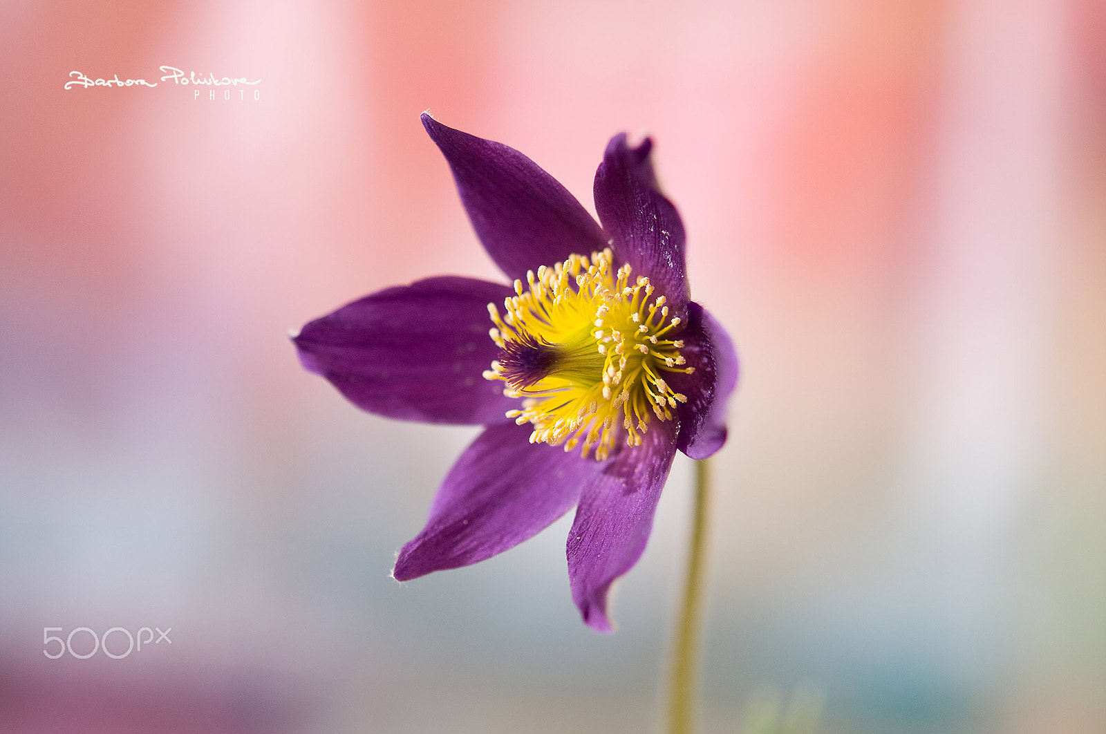 Nikon AF-S Micro-Nikkor 60mm F2.8G ED sample photo. Sunbathing photography