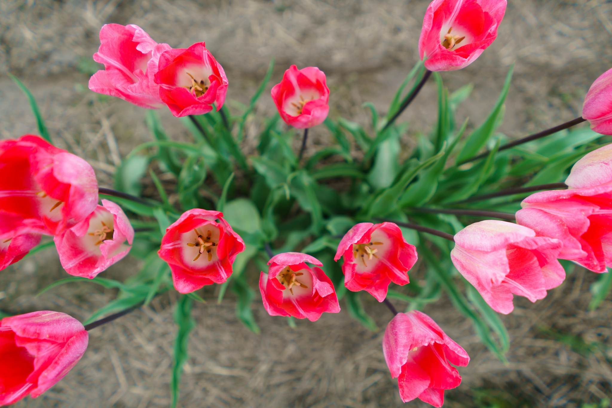 Sony FE 28mm F2 sample photo. Ilce rm photography