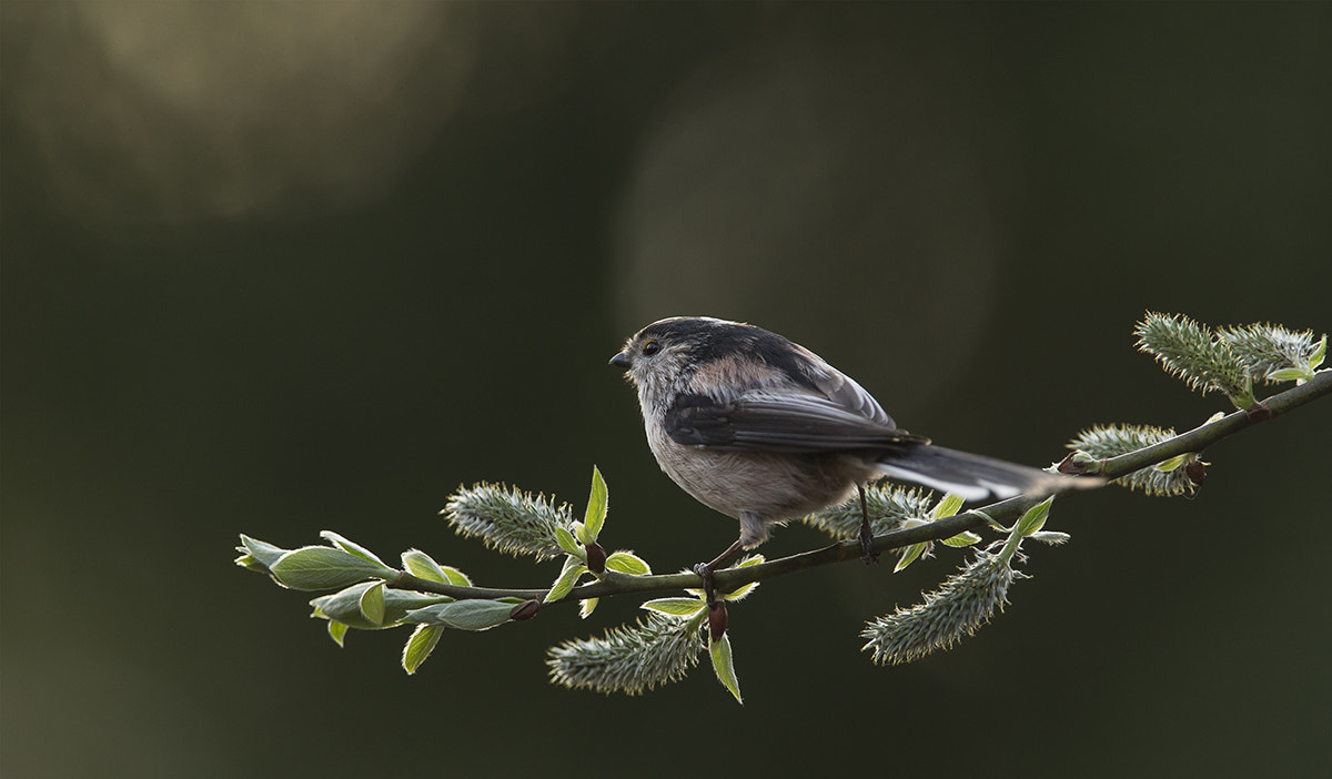 Canon EF 300mm F2.8L IS USM sample photo. Long-tailed tit better light photography