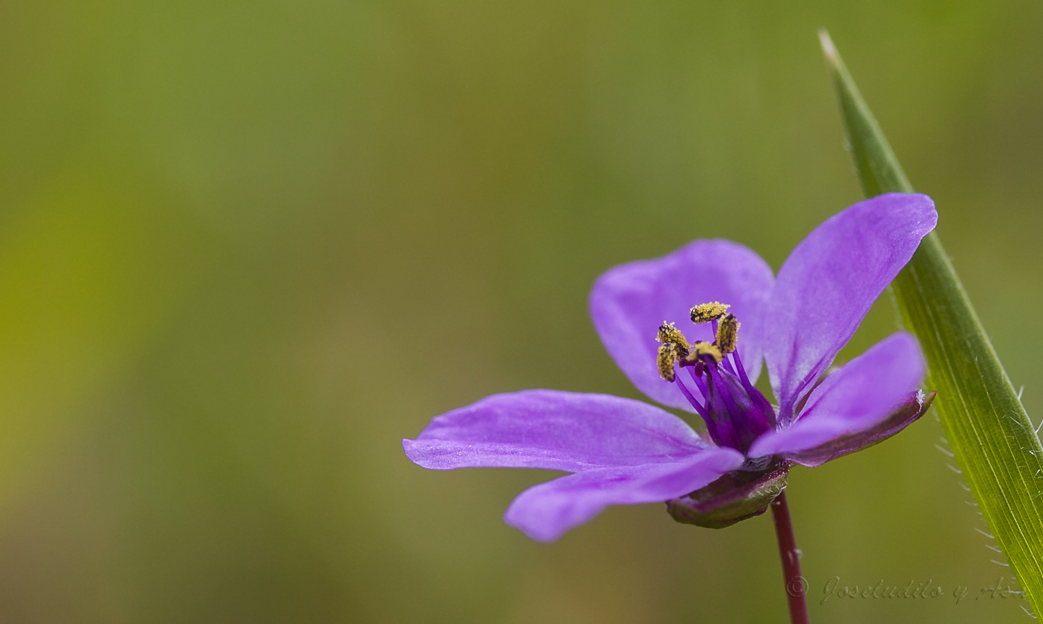 Canon EF-S 60mm F2.8 Macro USM sample photo. Miniaturas photography