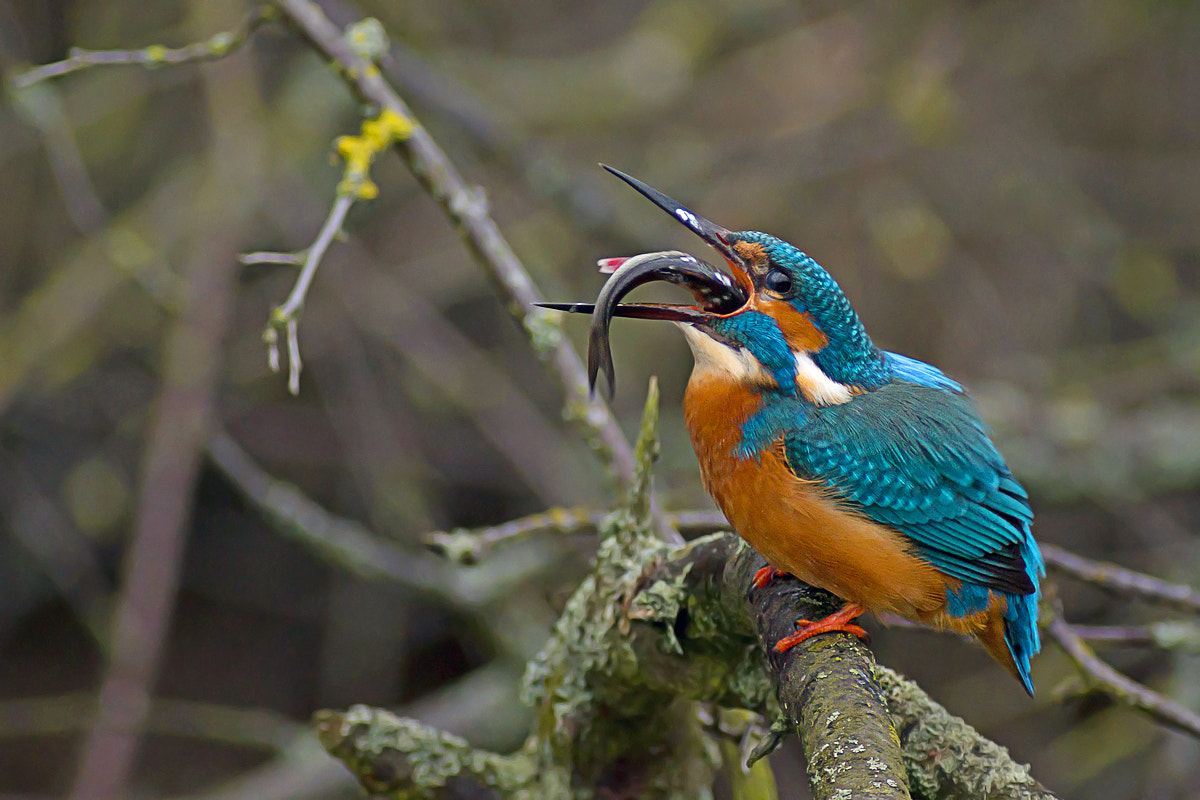 Pentax HD DA 560mm F5.6 ED AW sample photo. Kingfisher eating photography