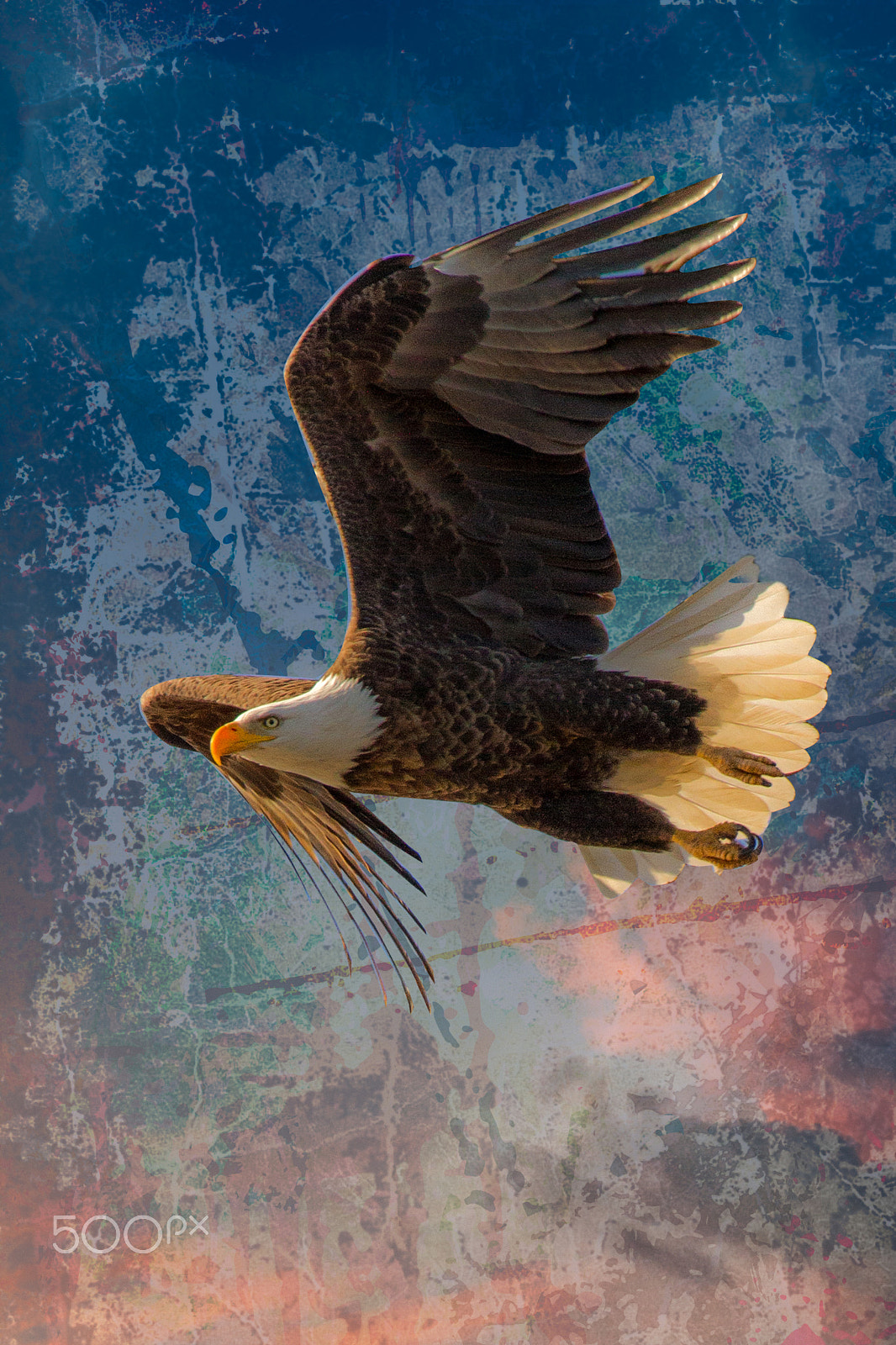 Canon EOS 7D + Canon EF 100-400mm F4.5-5.6L IS II USM sample photo. Bald eagle on paint photography