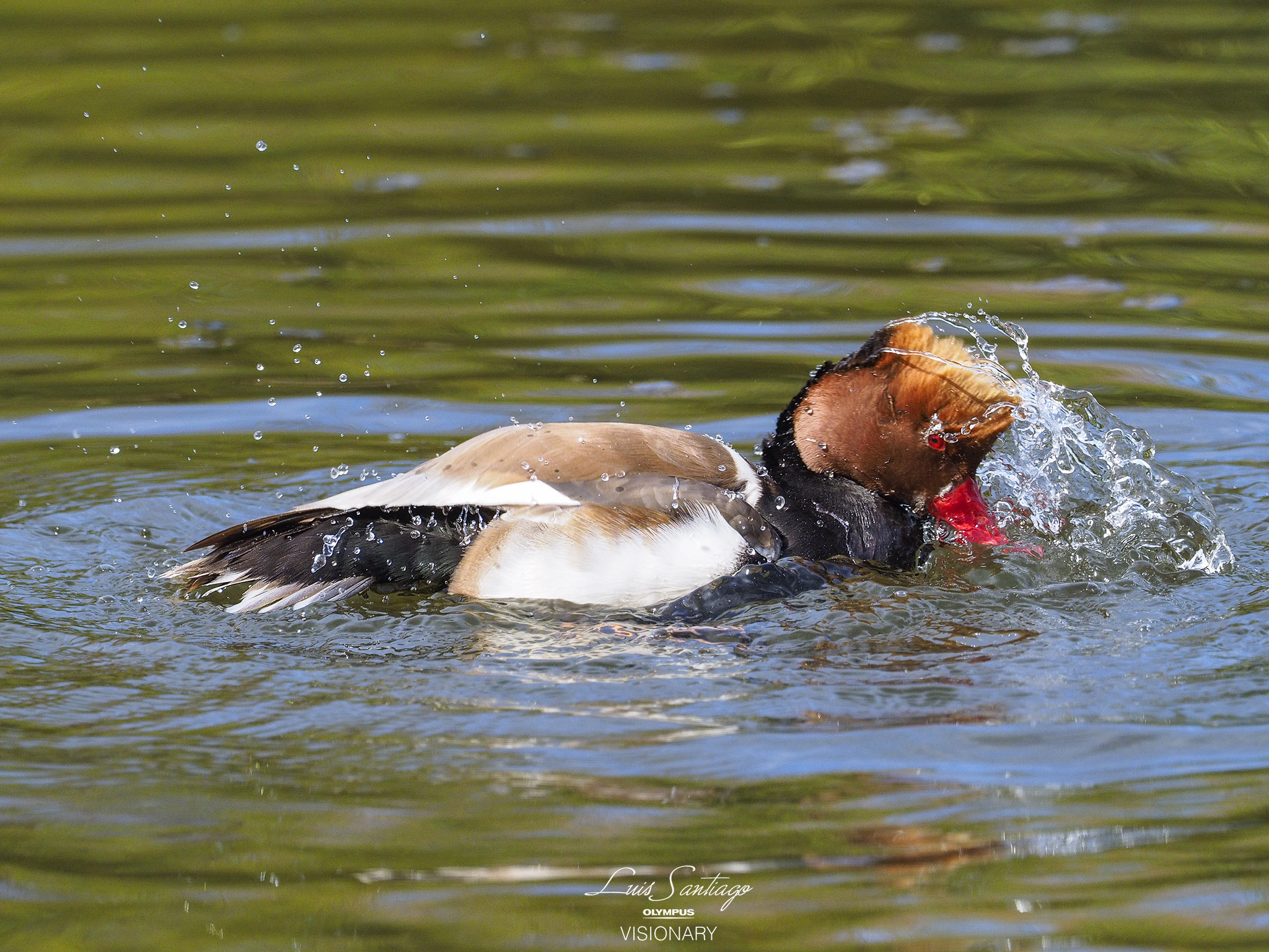 Olympus OM-D E-M1 + M.300mm F4.0 + MC-14 sample photo. Swimming in the lake- testing mzuiko 300 f4 is pro photography