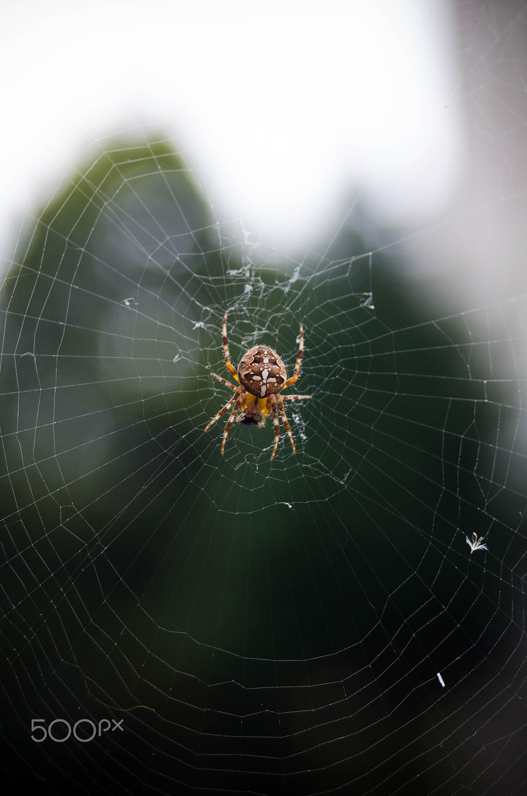 AF Zoom-Nikkor 35-70mm f/3.3-4.5 sample photo. Spider photography