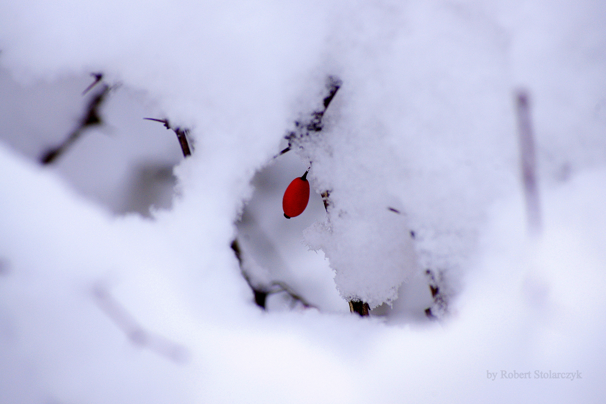 smc PENTAX-DA L 50-200mm F4-5.6 ED sample photo. Farewell photography