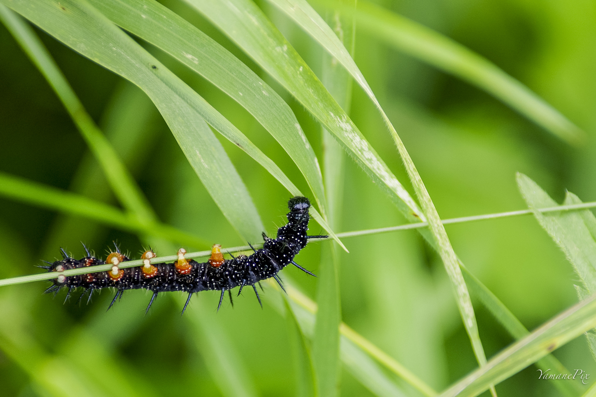 Pentax K-5 II sample photo. Chenille épineuse photography