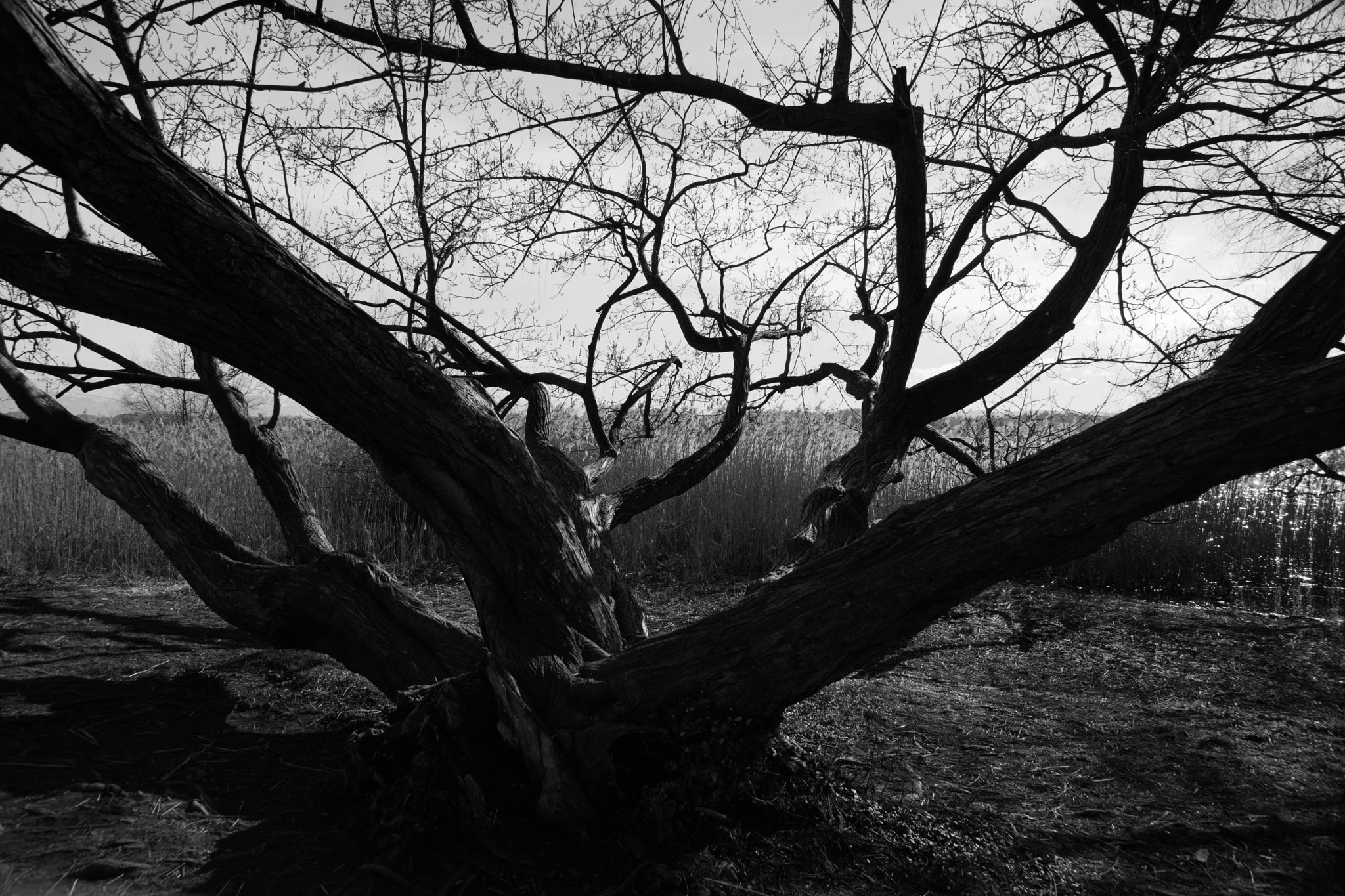 Sony a99 II + 24-105mm F4 sample photo. Tree photography