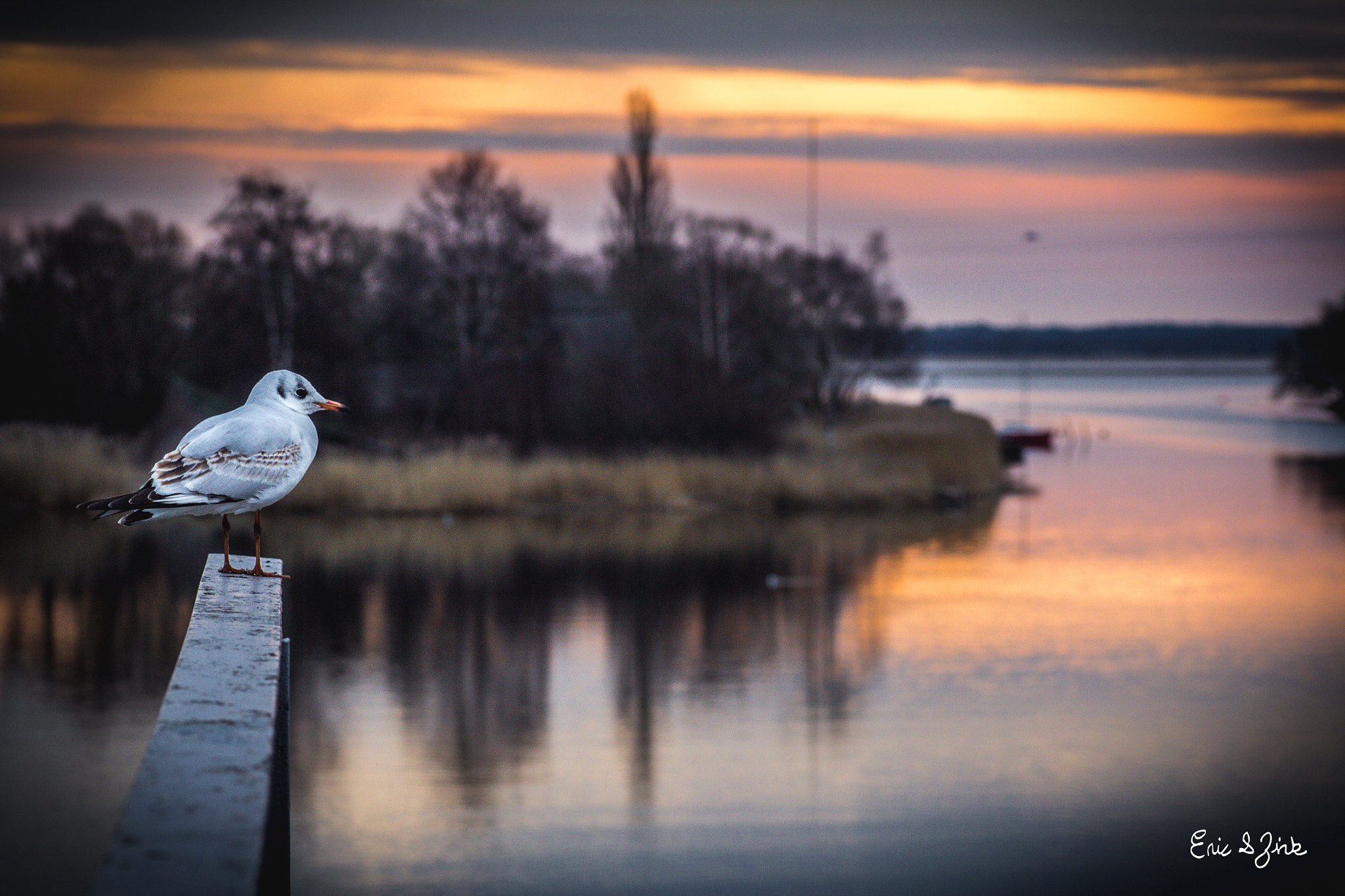 Canon EOS 60D + Tamron SP AF 90mm F2.8 Di Macro sample photo. Bird sunrise photography