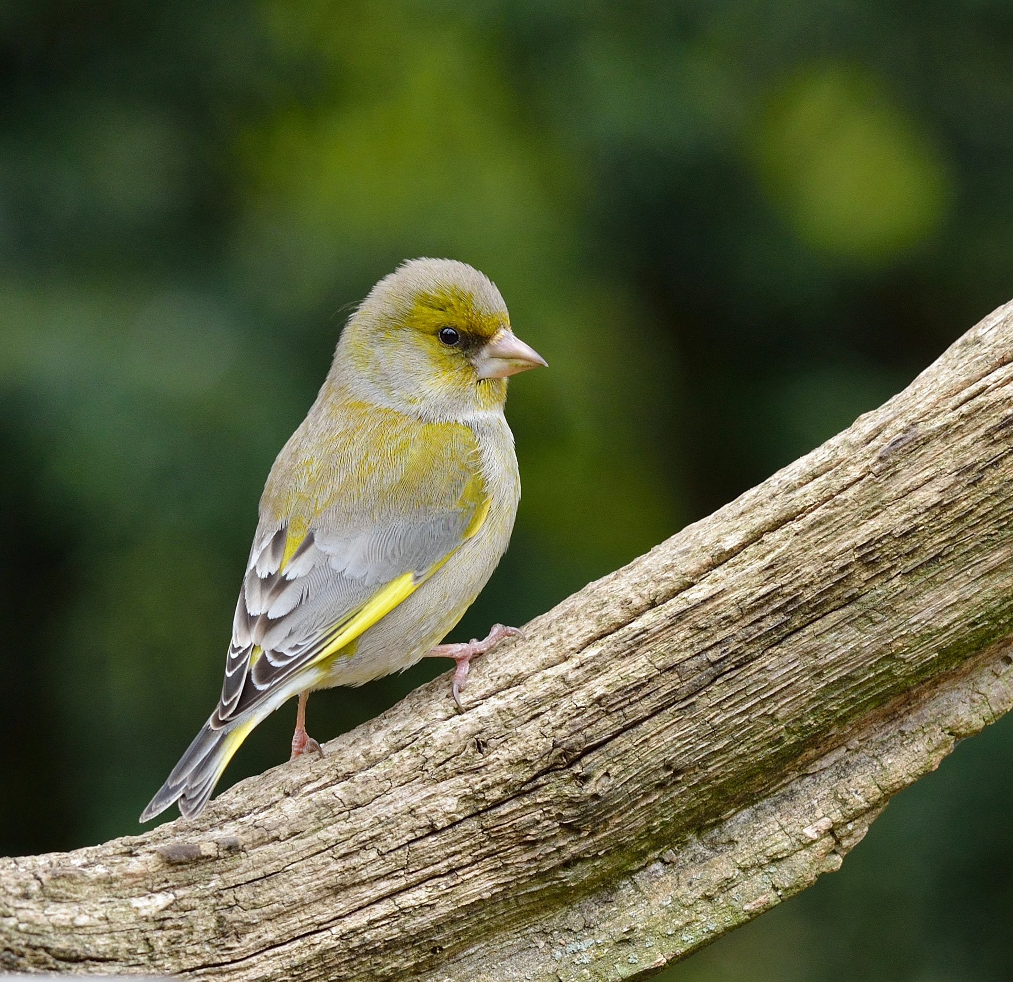Nikon AF-S Nikkor 400mm F2.8D ED-IF II sample photo. Groenling photography