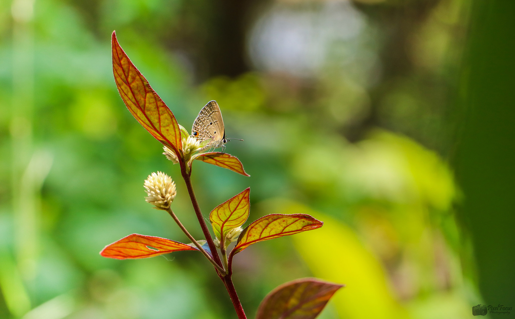 Canon EF-S 18-135mm F3.5-5.6 IS STM sample photo. Butterfly photography