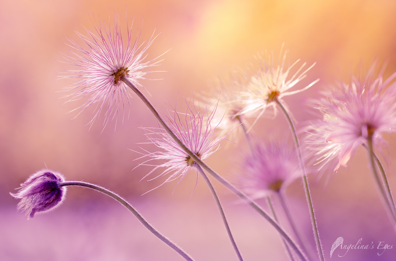 100mm F2.8 G SSM OSS sample photo. The land of fairy tales photography