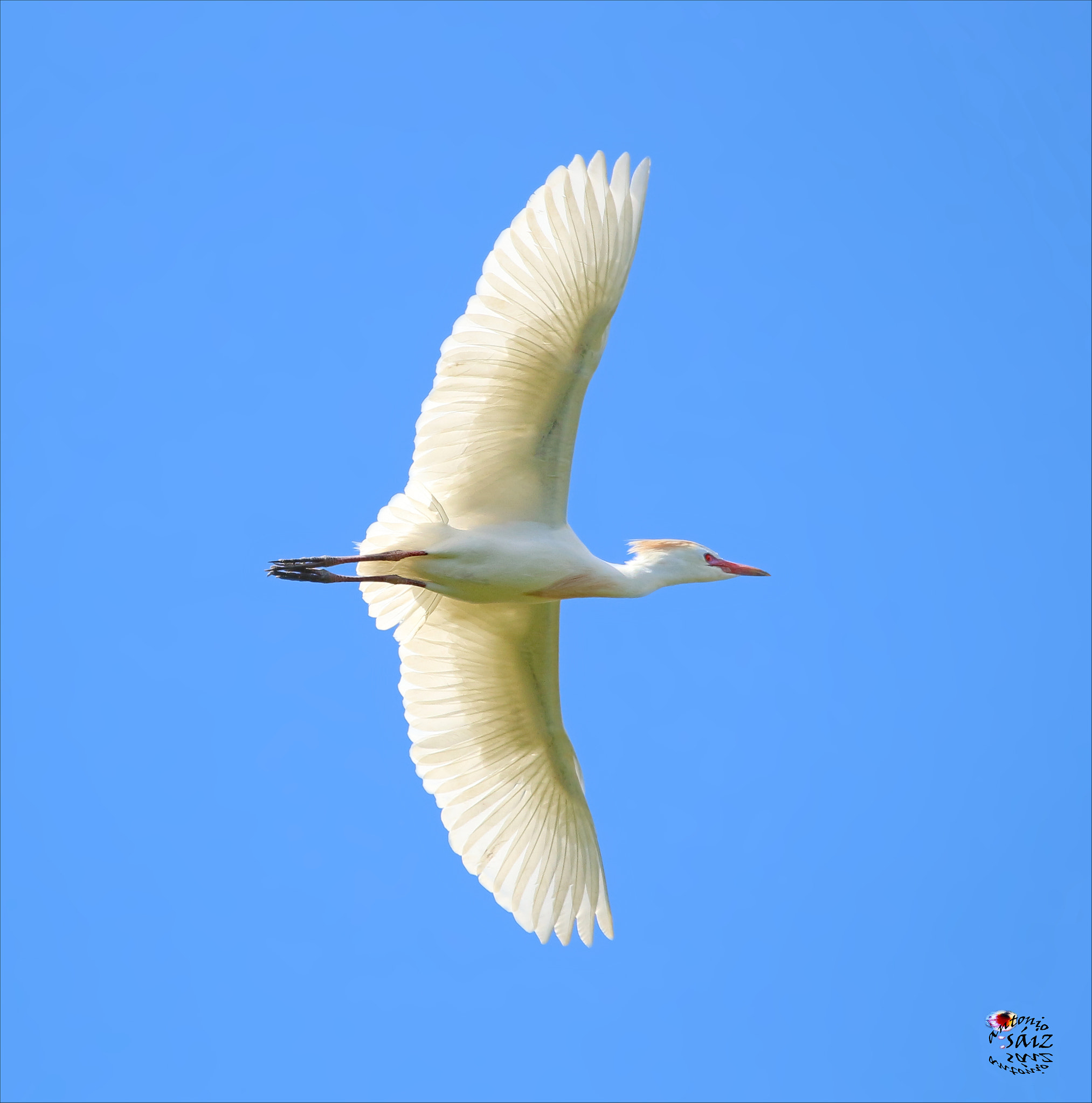 Canon EF 100-400mm F4.5-5.6L IS USM sample photo. Garza photography