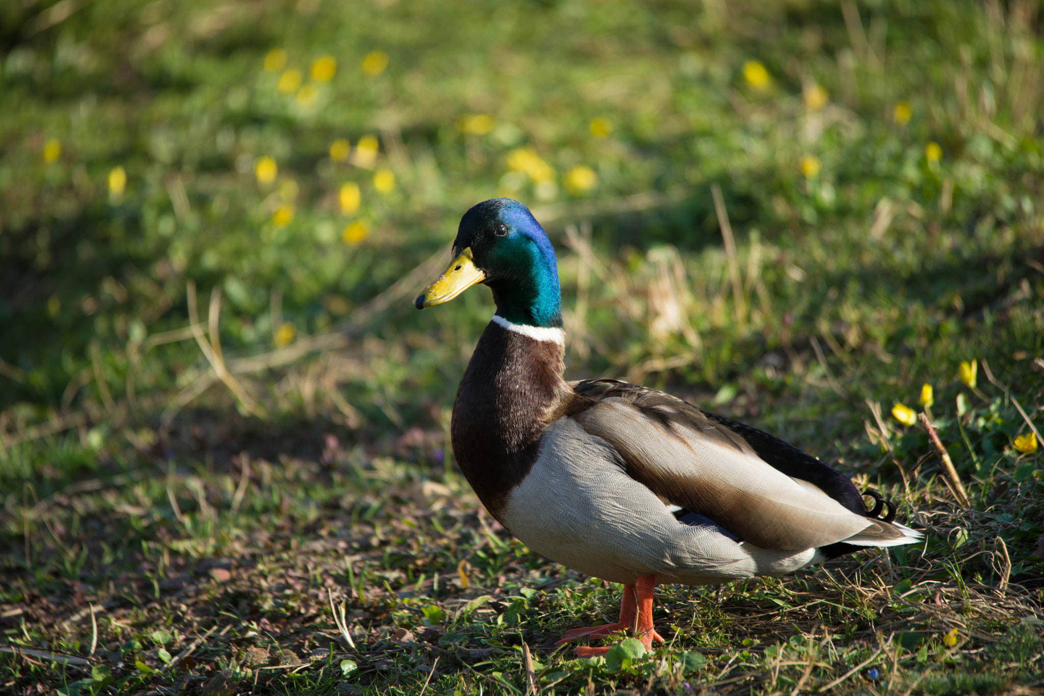 Sigma 150-500mm F5-6.3 DG OS HSM sample photo. Duck photography