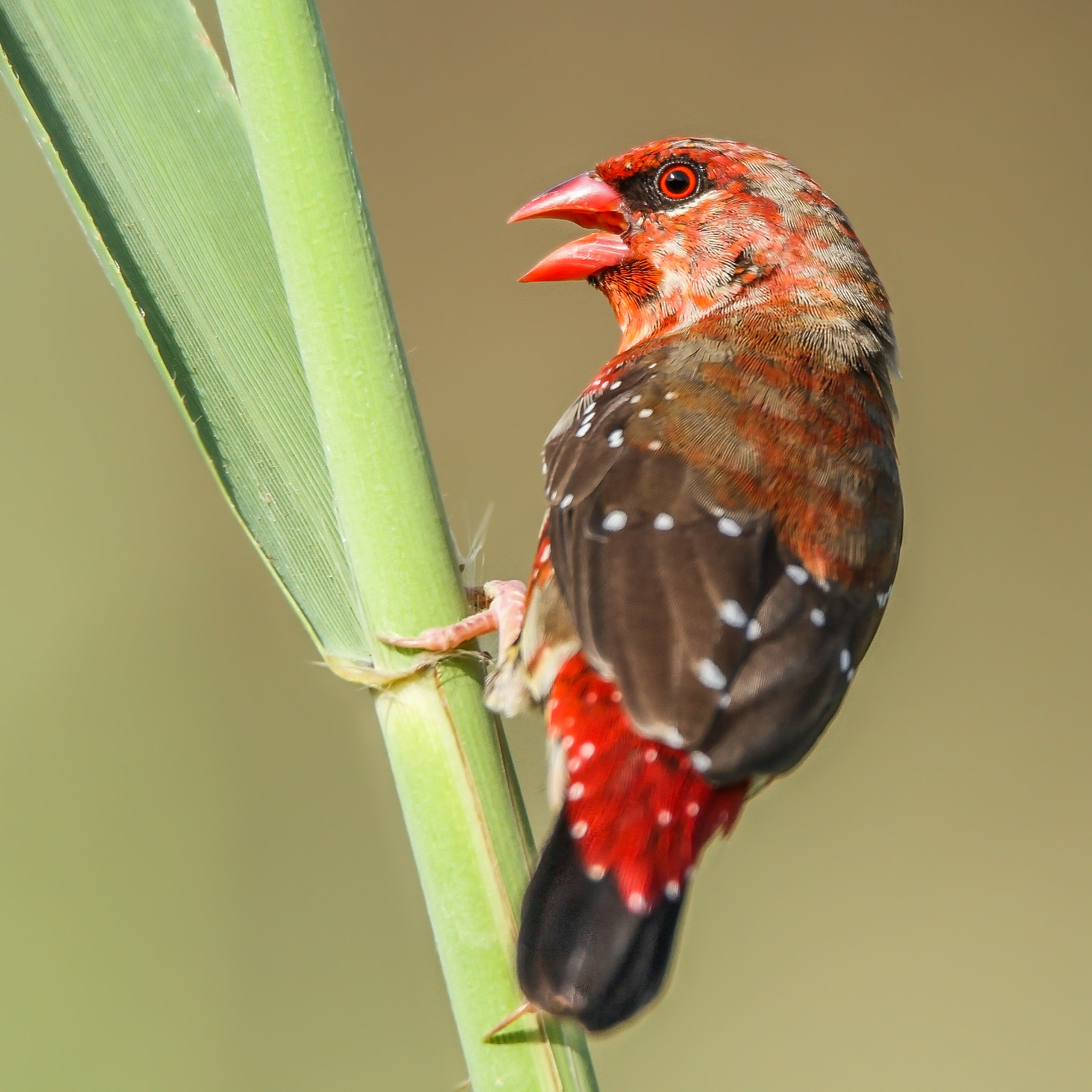 Sigma 150-600mm F5-6.3 DG OS HSM | C sample photo