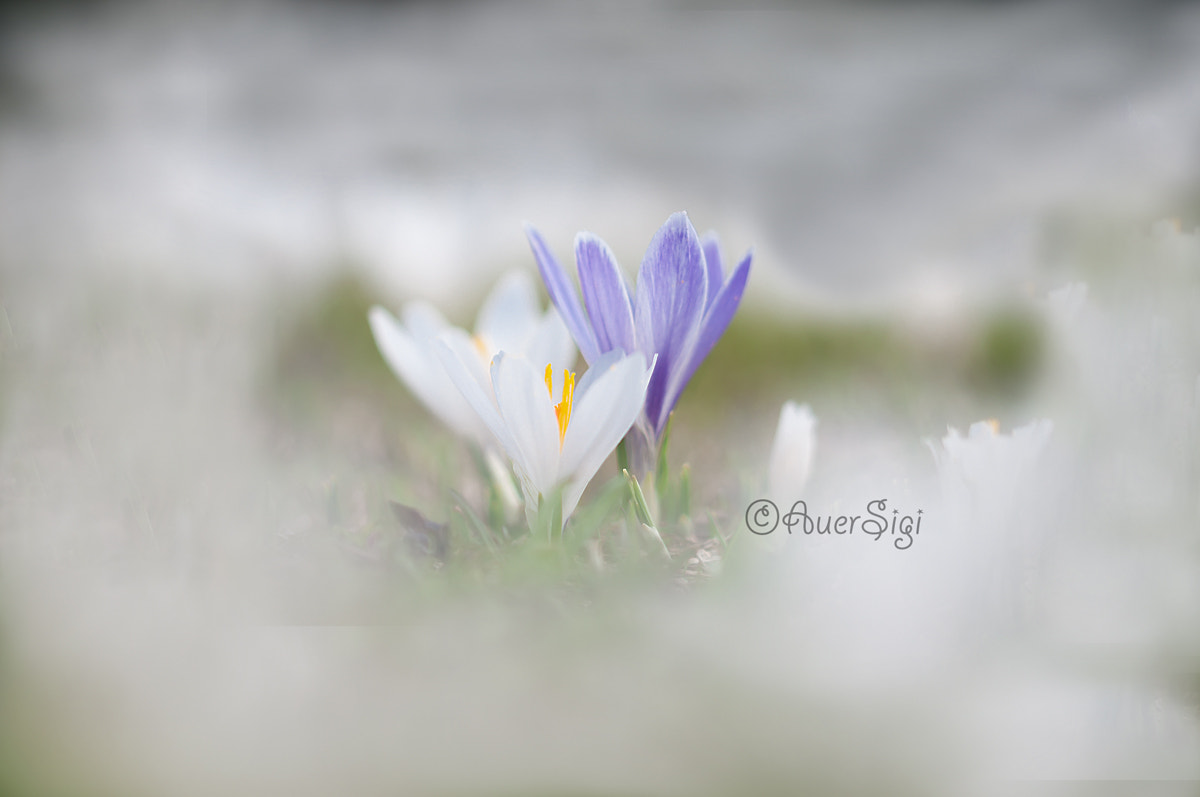 Sigma 105mm F2.8 EX DG OS HSM sample photo. Ginzling & gerlosberg mit günter photography