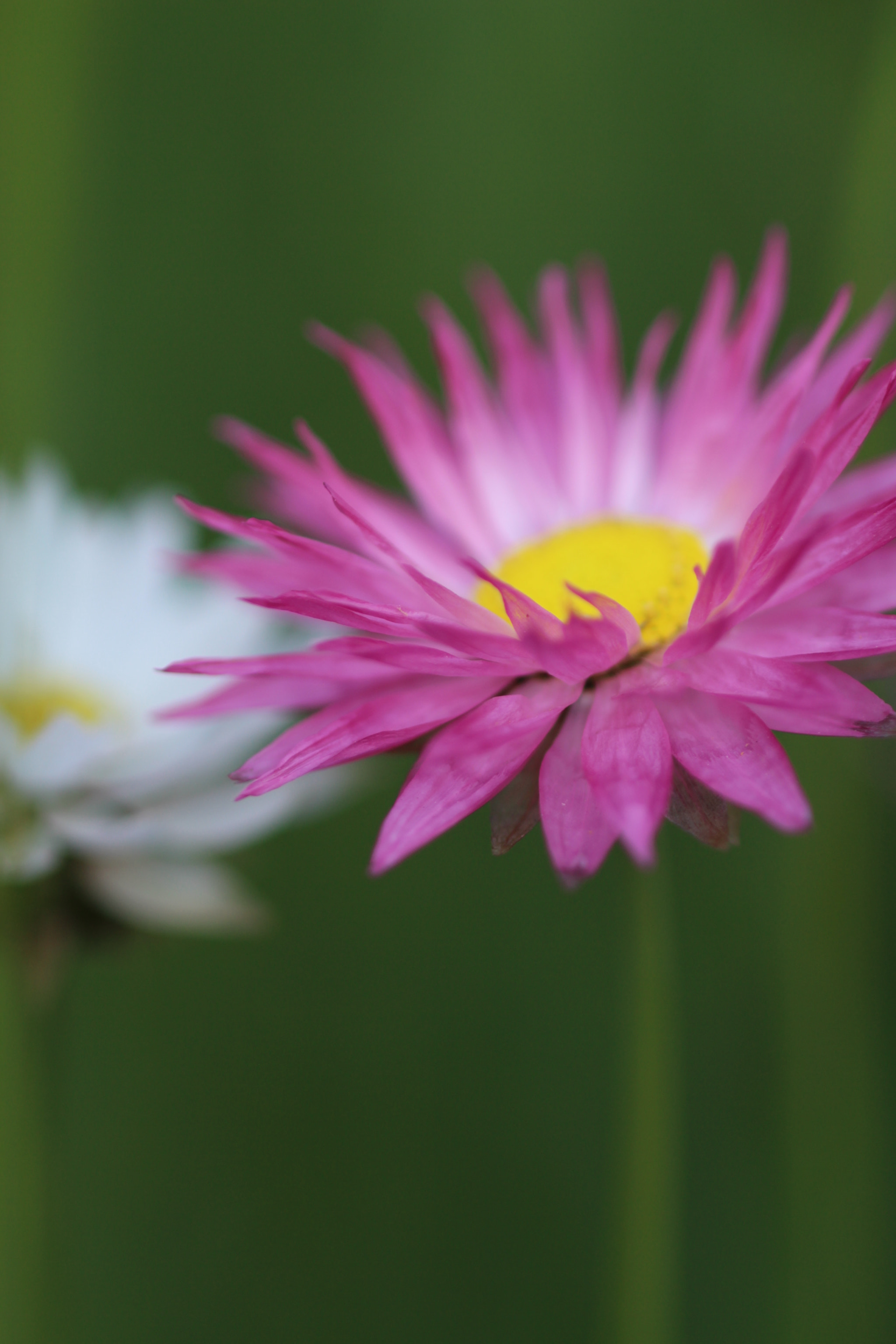 Canon EOS 700D (EOS Rebel T5i / EOS Kiss X7i) + Canon EF 100mm F2.8 Macro USM sample photo. Flower duo photography