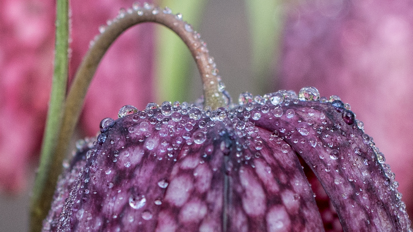 Pentax K-5 + smc PENTAX-F MACRO 50mm F2.8 sample photo. Bright shiny beads photography