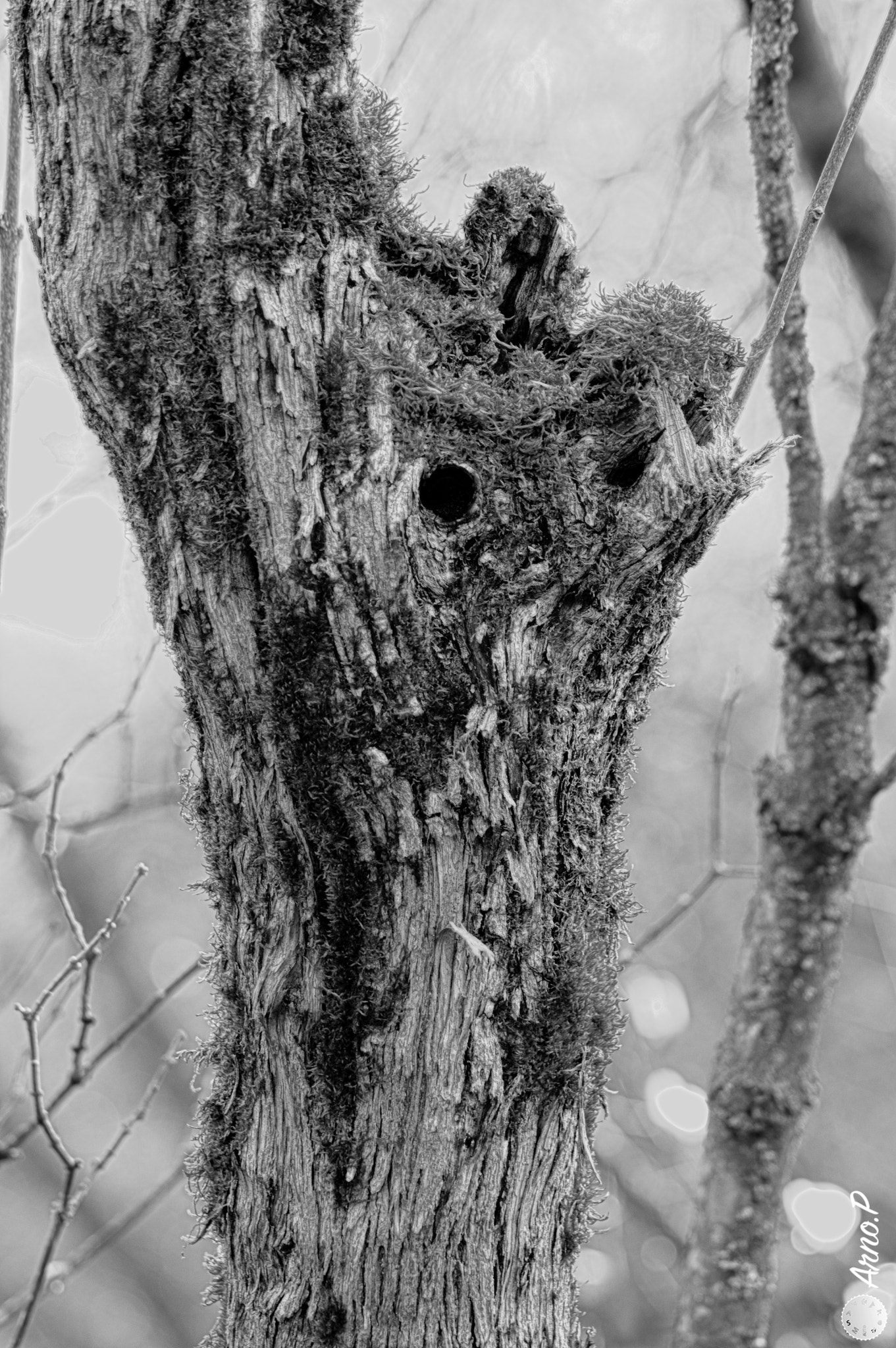 Tamron AF 70-300mm F4-5.6 Di LD Macro sample photo. Lilas hdr photography