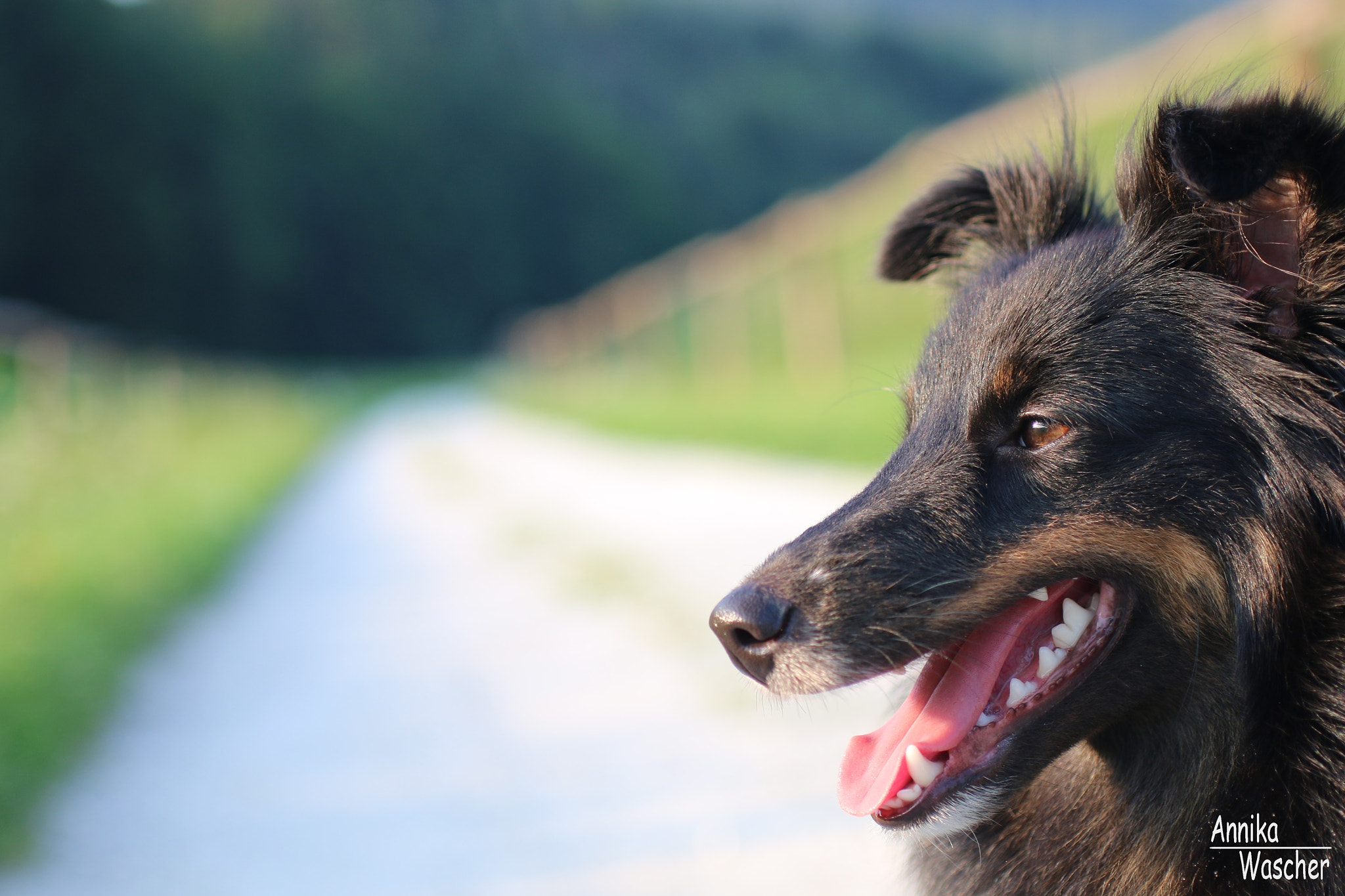 Canon EOS 70D + Sigma 18-50mm f/2.8 Macro sample photo. Cora at sundown photography