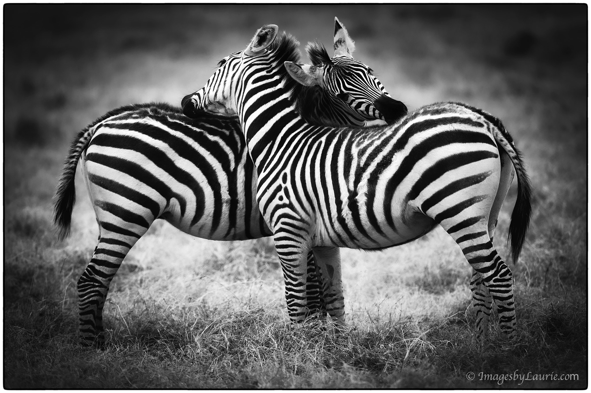 Nikon D3S sample photo. You scratch my back, i'll scratch yours photography