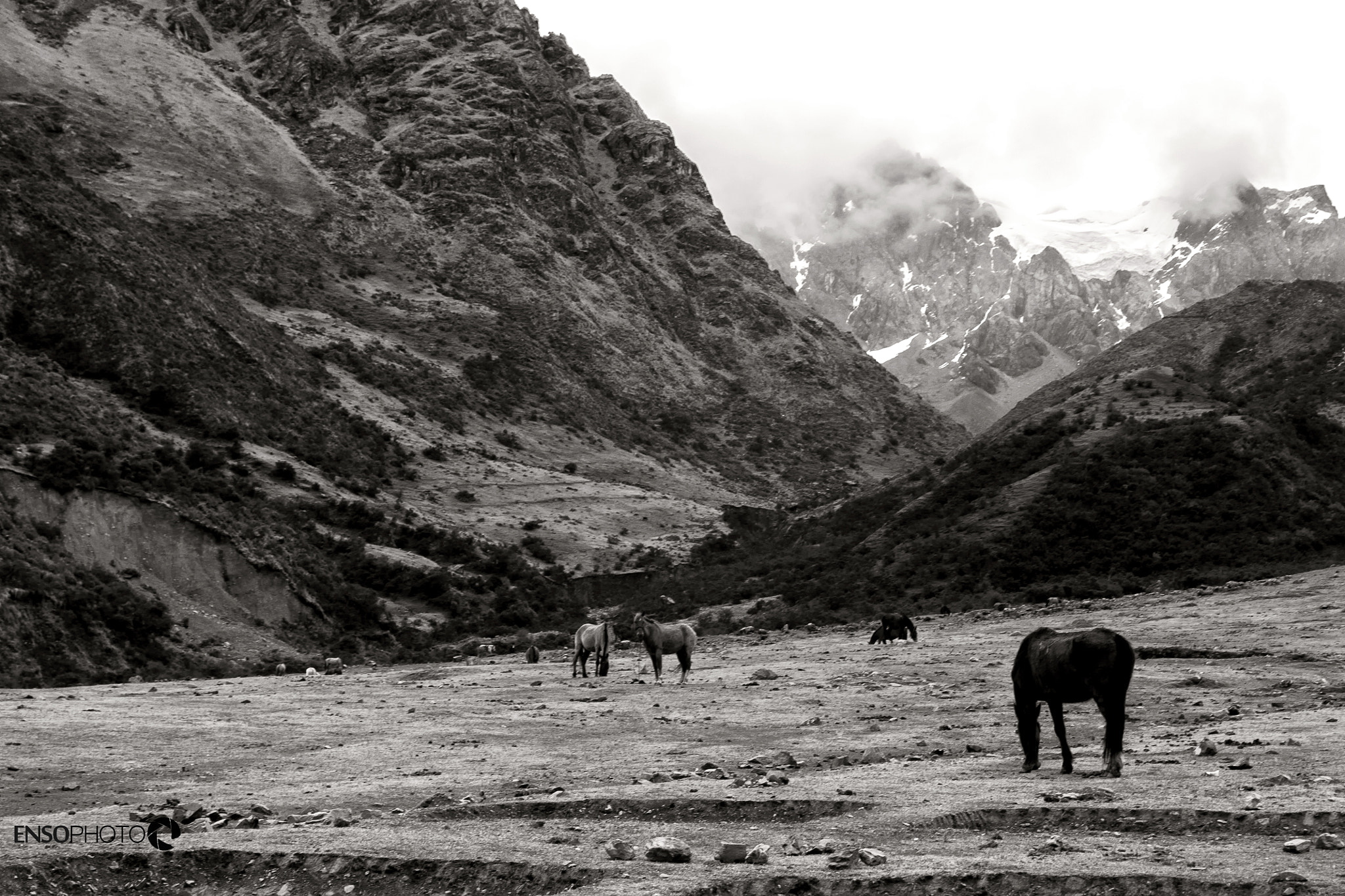 Canon EOS 450D (EOS Rebel XSi / EOS Kiss X2) + Canon EF-S 15-85mm F3.5-5.6 IS USM sample photo. Horses taking a lunch break, peru 2015 photography