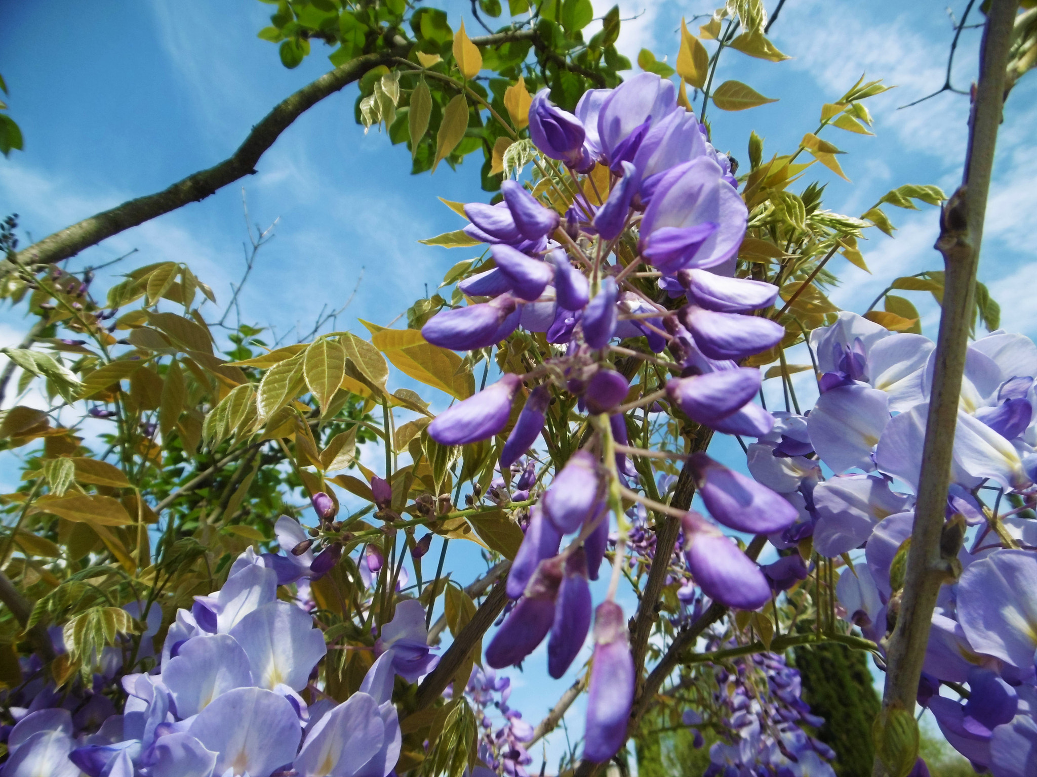 Panasonic DMC-SZ8 sample photo. Love's wisteria photography