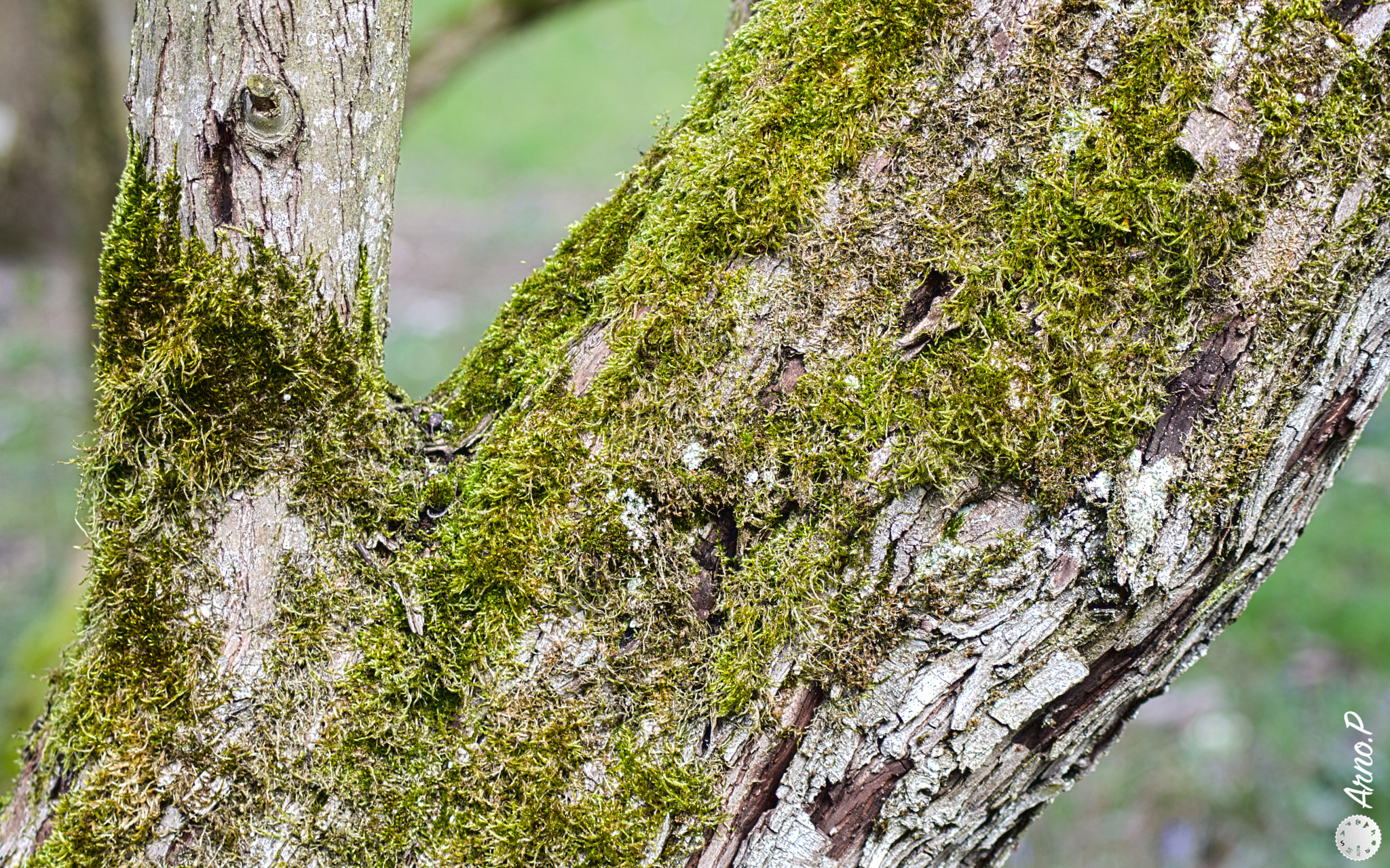 Tamron AF 70-300mm F4-5.6 Di LD Macro sample photo. Ecorces photography