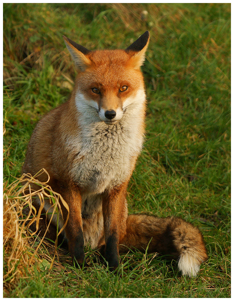 Fox (c) by Geoffrey Baker | 500px