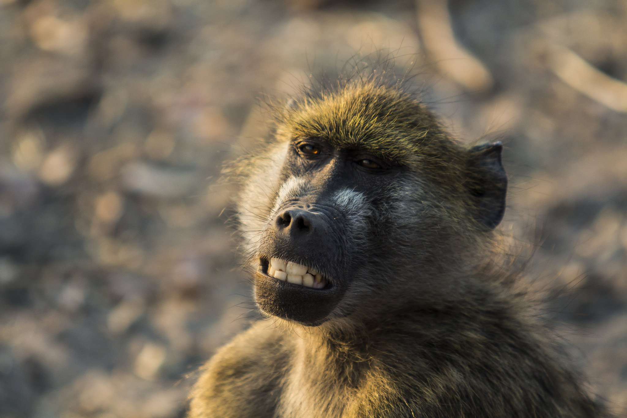 Canon EF 70-200mm F2.8L USM sample photo. Smiling baboon photography