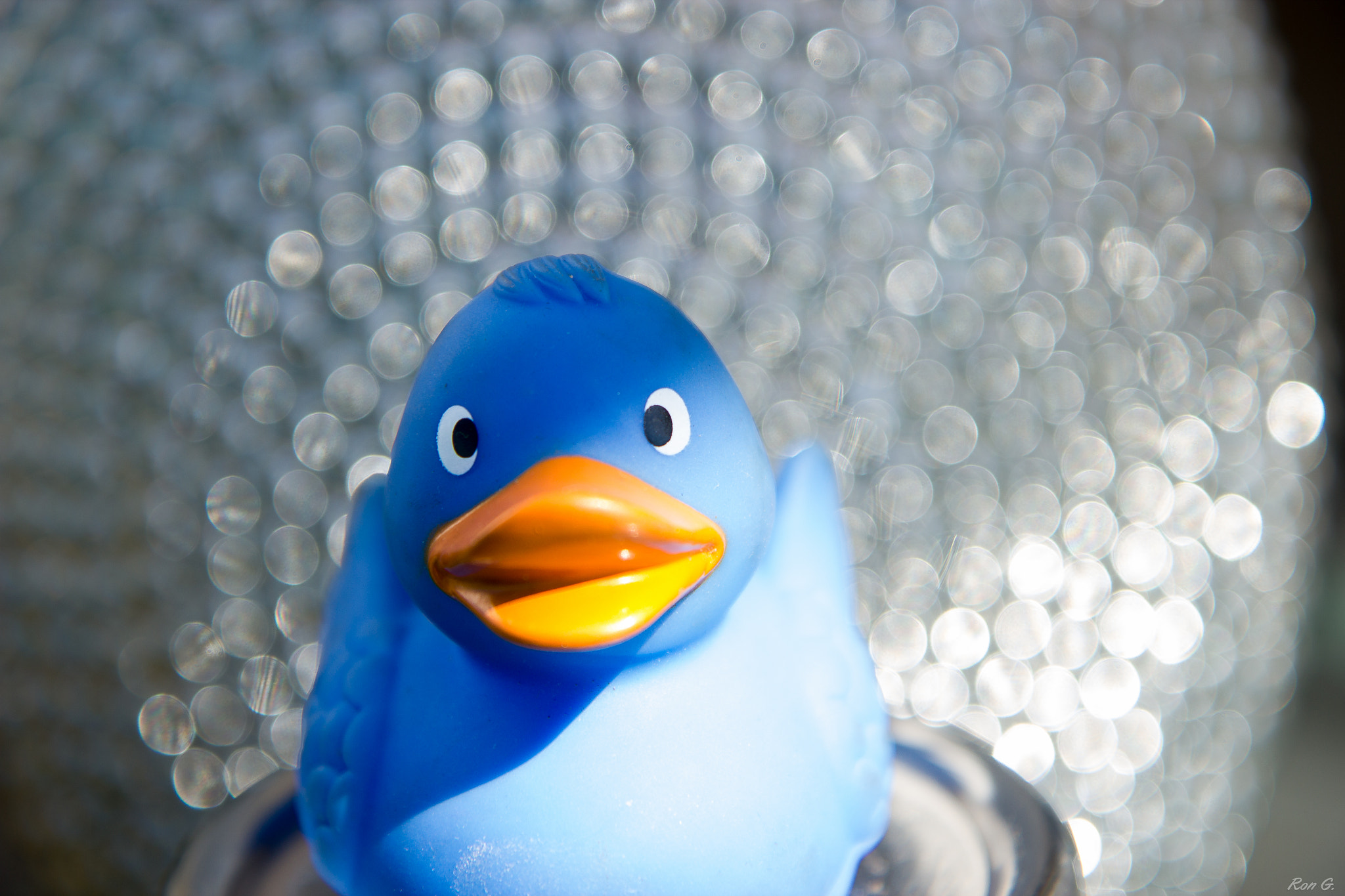 Canon EOS 550D (EOS Rebel T2i / EOS Kiss X4) sample photo. Mighty duck photography