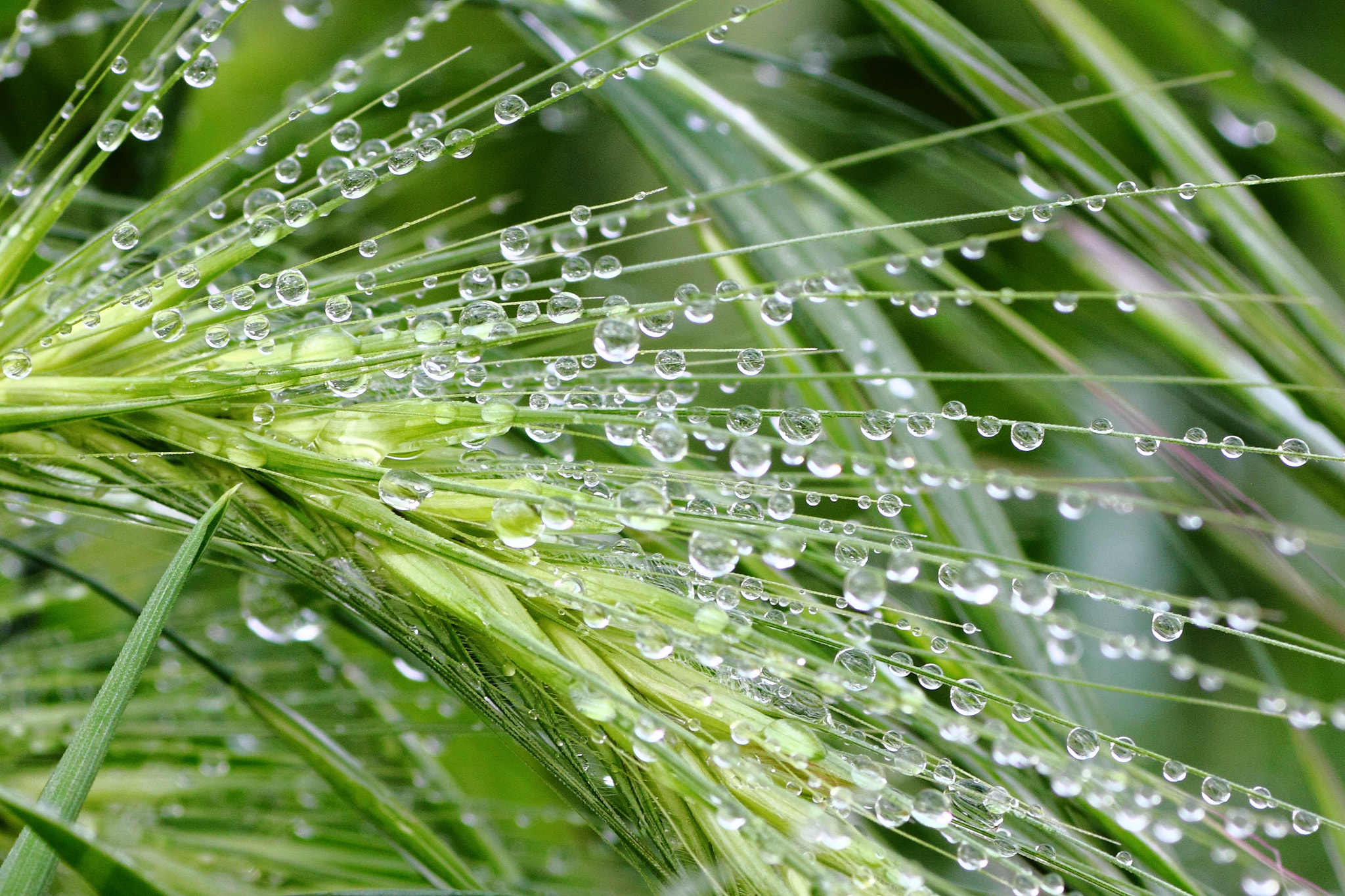 Canon EOS 550D (EOS Rebel T2i / EOS Kiss X4) + Tamron SP AF 90mm F2.8 Di Macro sample photo. After rain photography