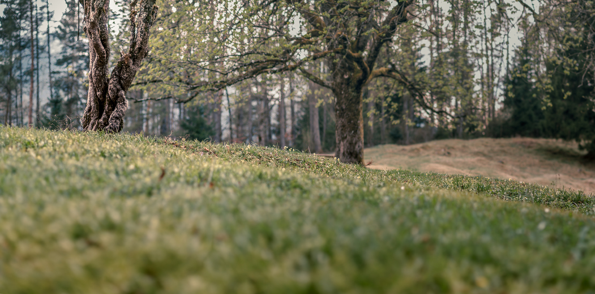 Pentax K-7 + Pentax smc DA* 55mm F1.4 SDM sample photo. Little old trees photography