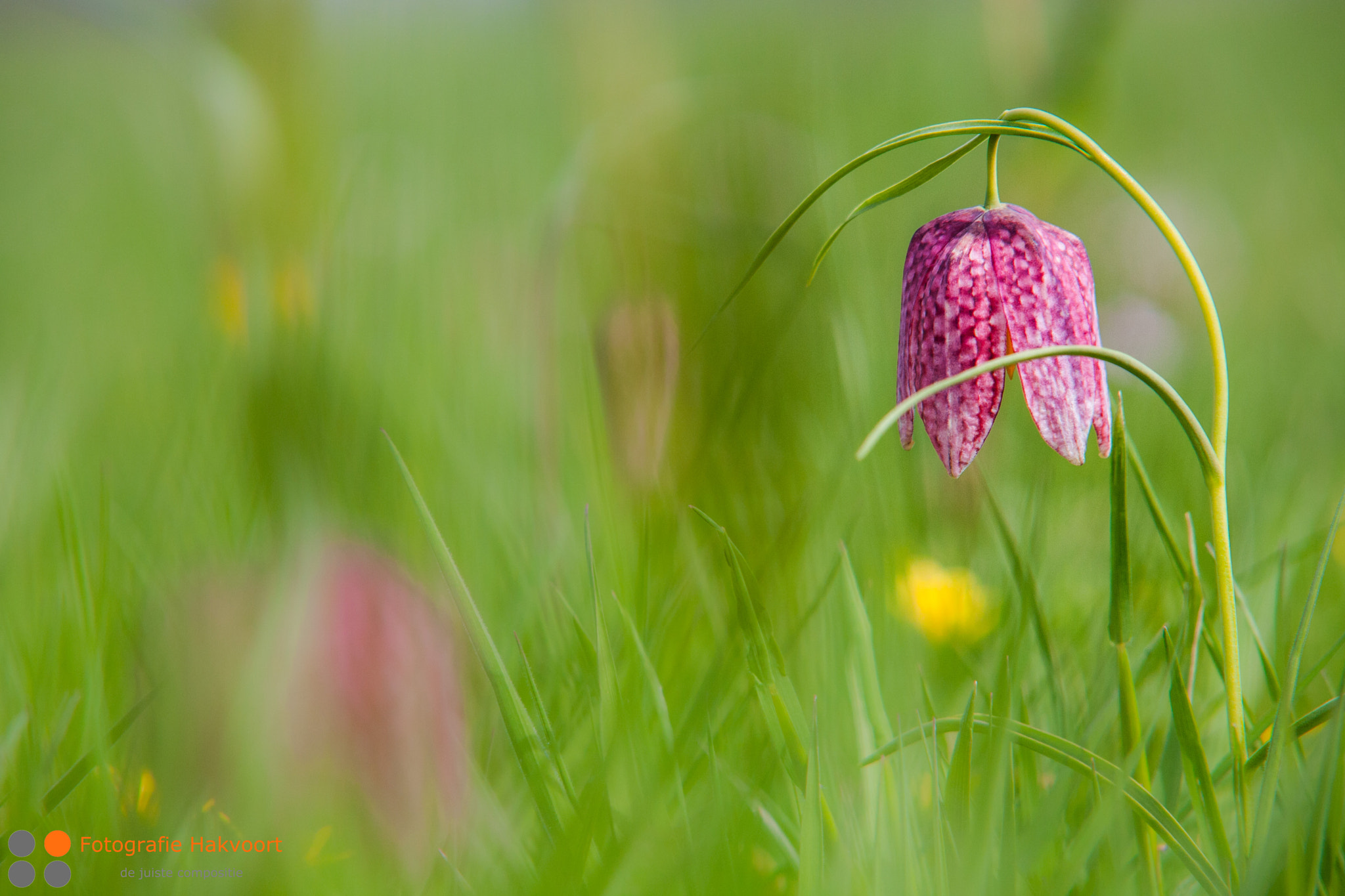 Sigma APO 50-150mm f/2.8 [II] EX DC HSM sample photo. Fritillary photography