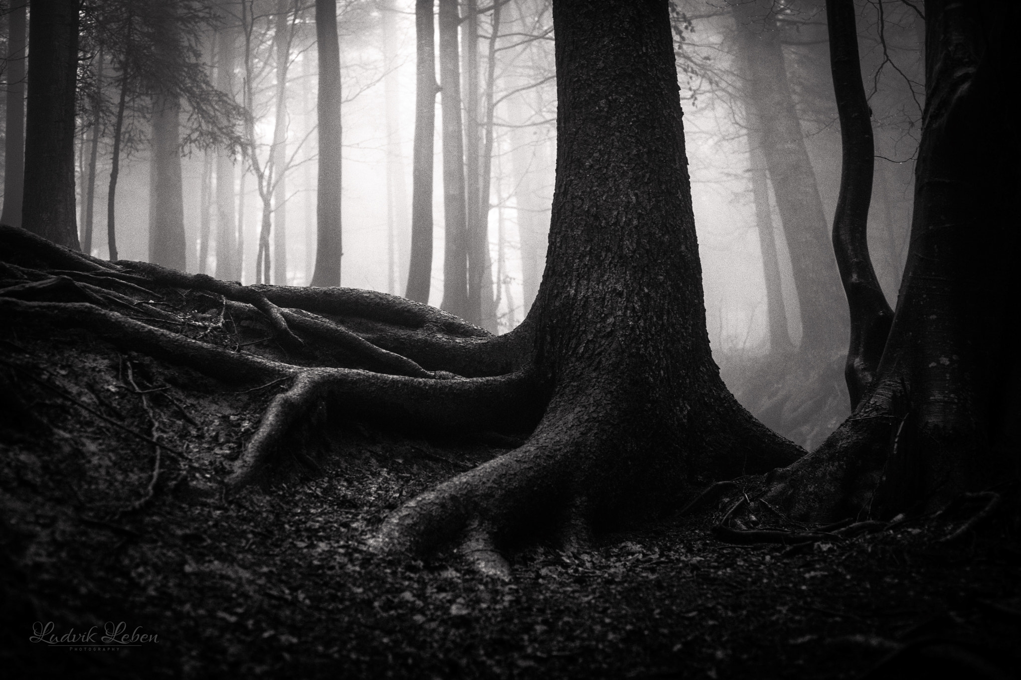Sony a7 II + Sony 50mm F1.4 sample photo. Forest soul photography