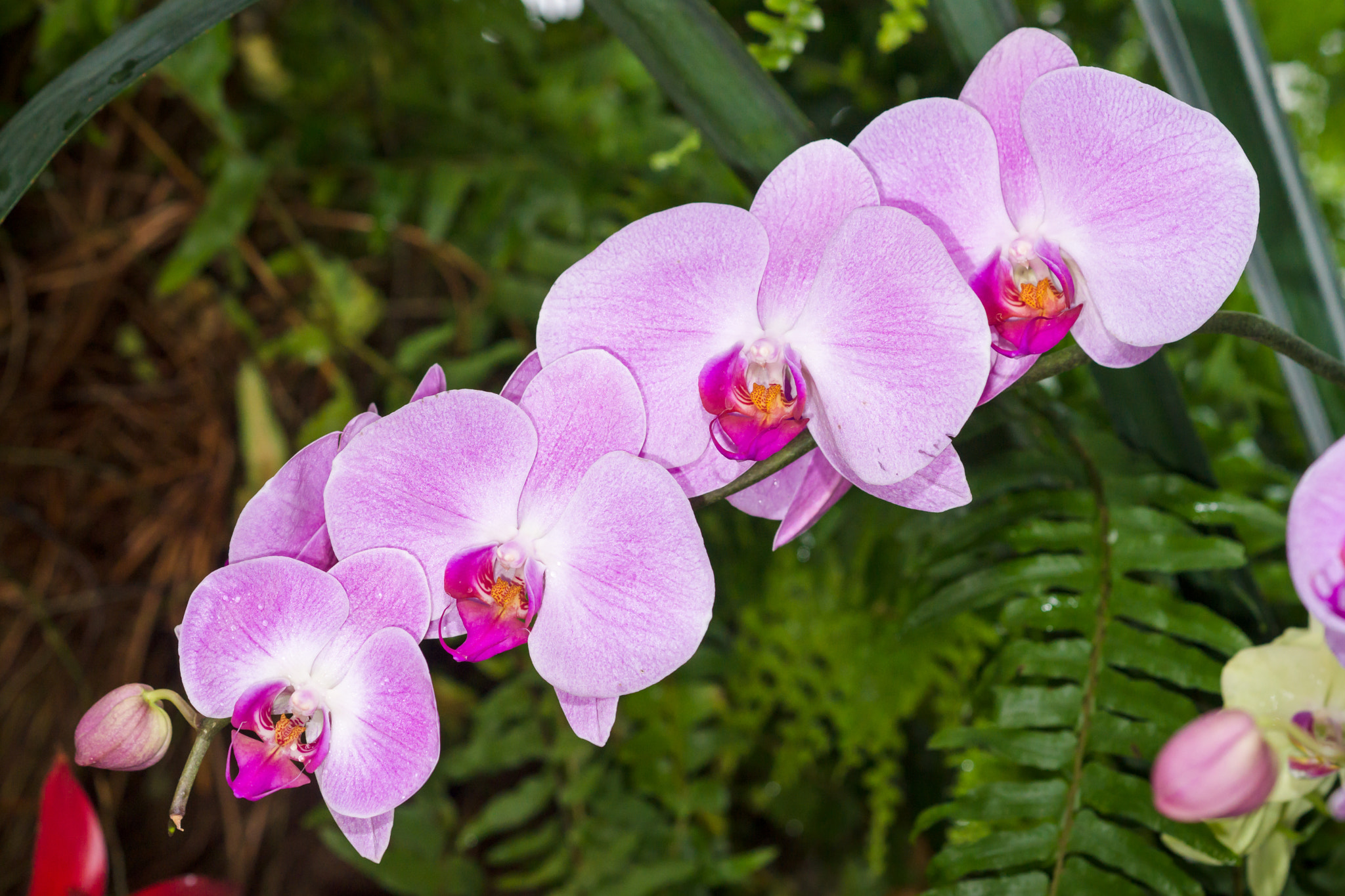 Sony a99 II + Sony 100mm F2.8 Macro sample photo. Orchids photography