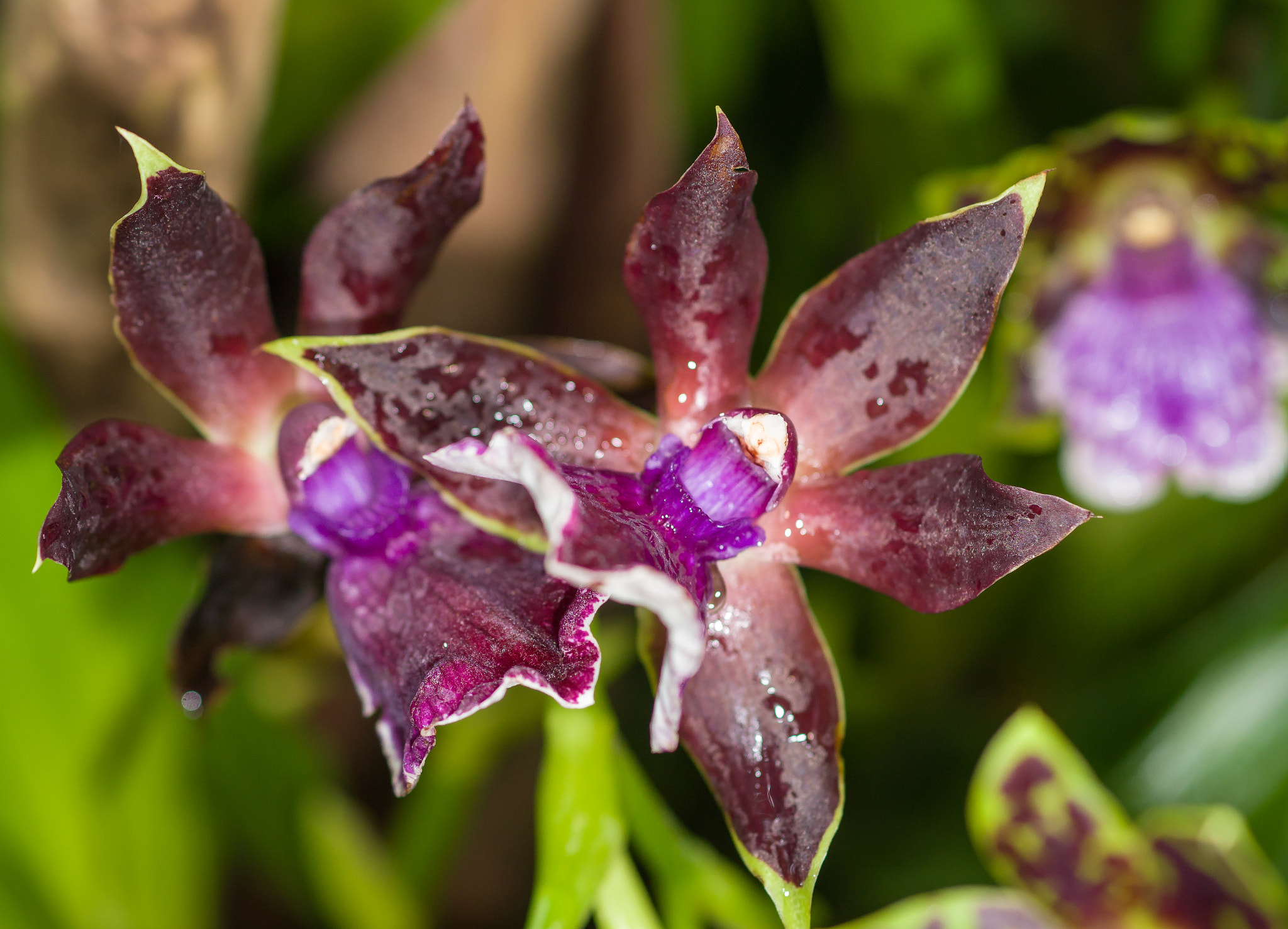Sony a99 II + Sony 100mm F2.8 Macro sample photo. Orchids photography