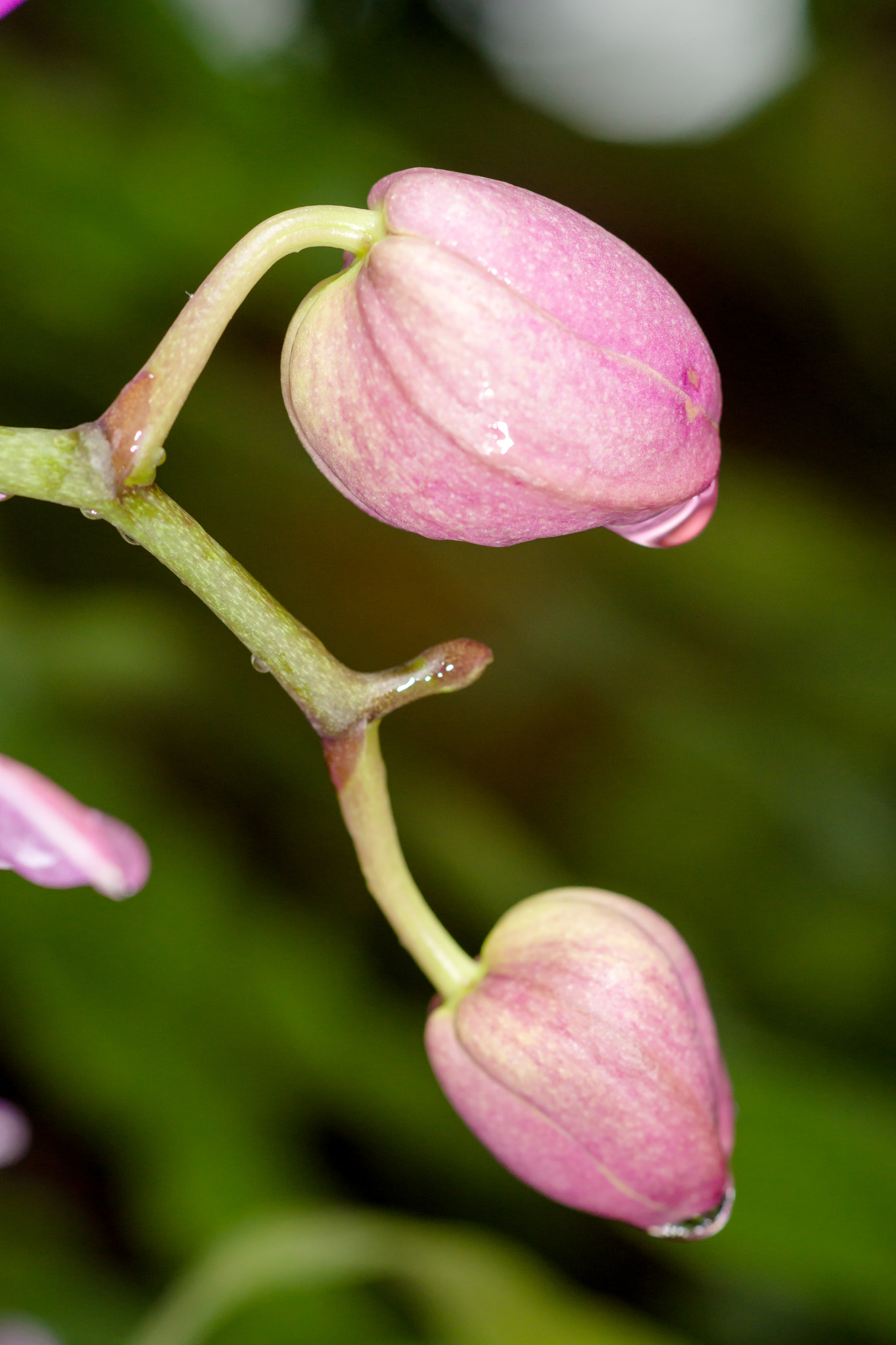 Sony a99 II + Sony 100mm F2.8 Macro sample photo. Orchid photography