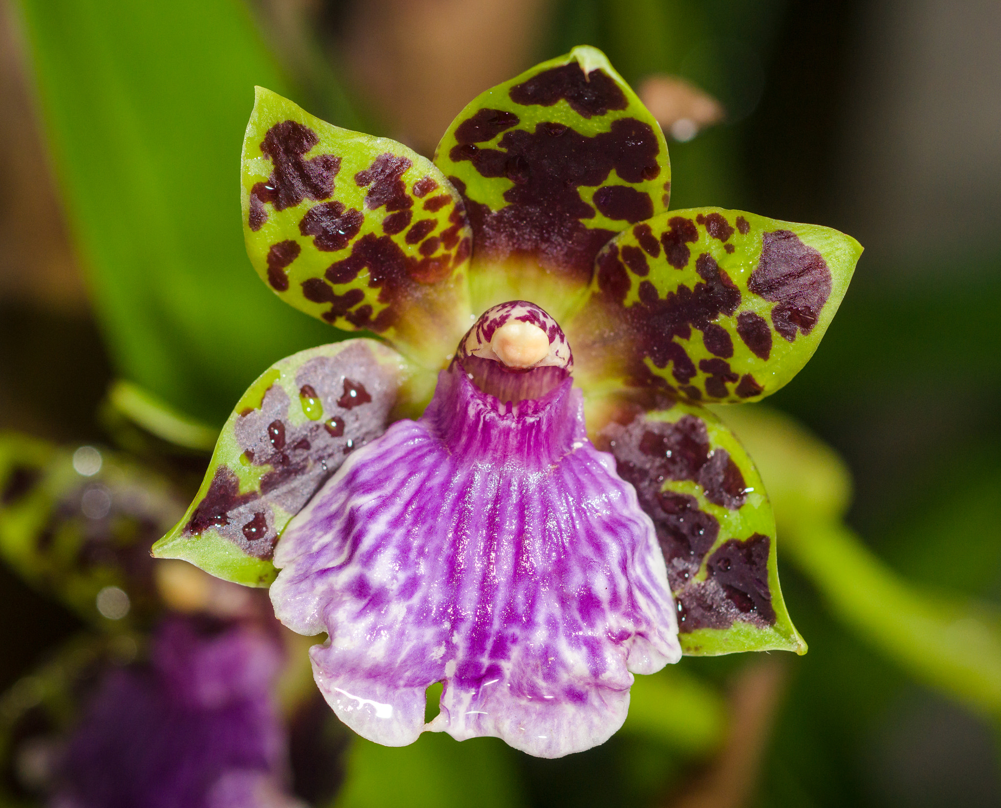 Sony a99 II + Sony 100mm F2.8 Macro sample photo. Orchid photography