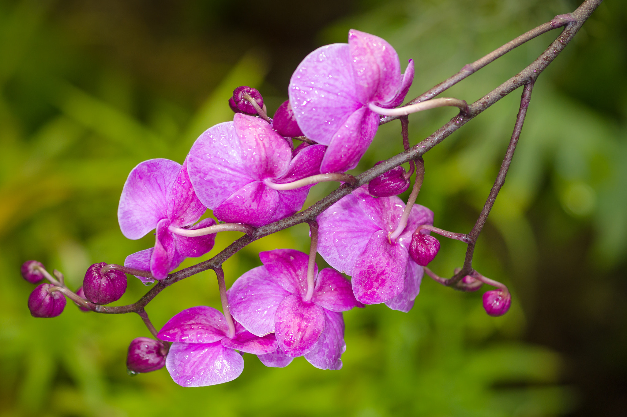 Sony a99 II + Sony 100mm F2.8 Macro sample photo. Orchids photography