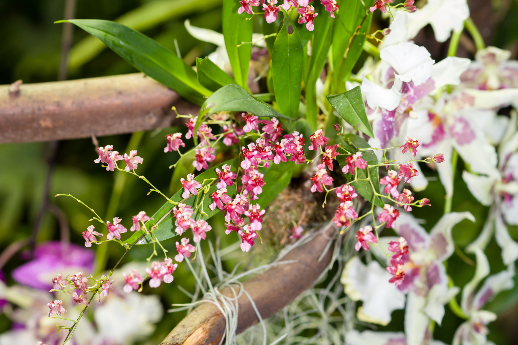 Sony a99 II + Sony 100mm F2.8 Macro sample photo. Flowers photography