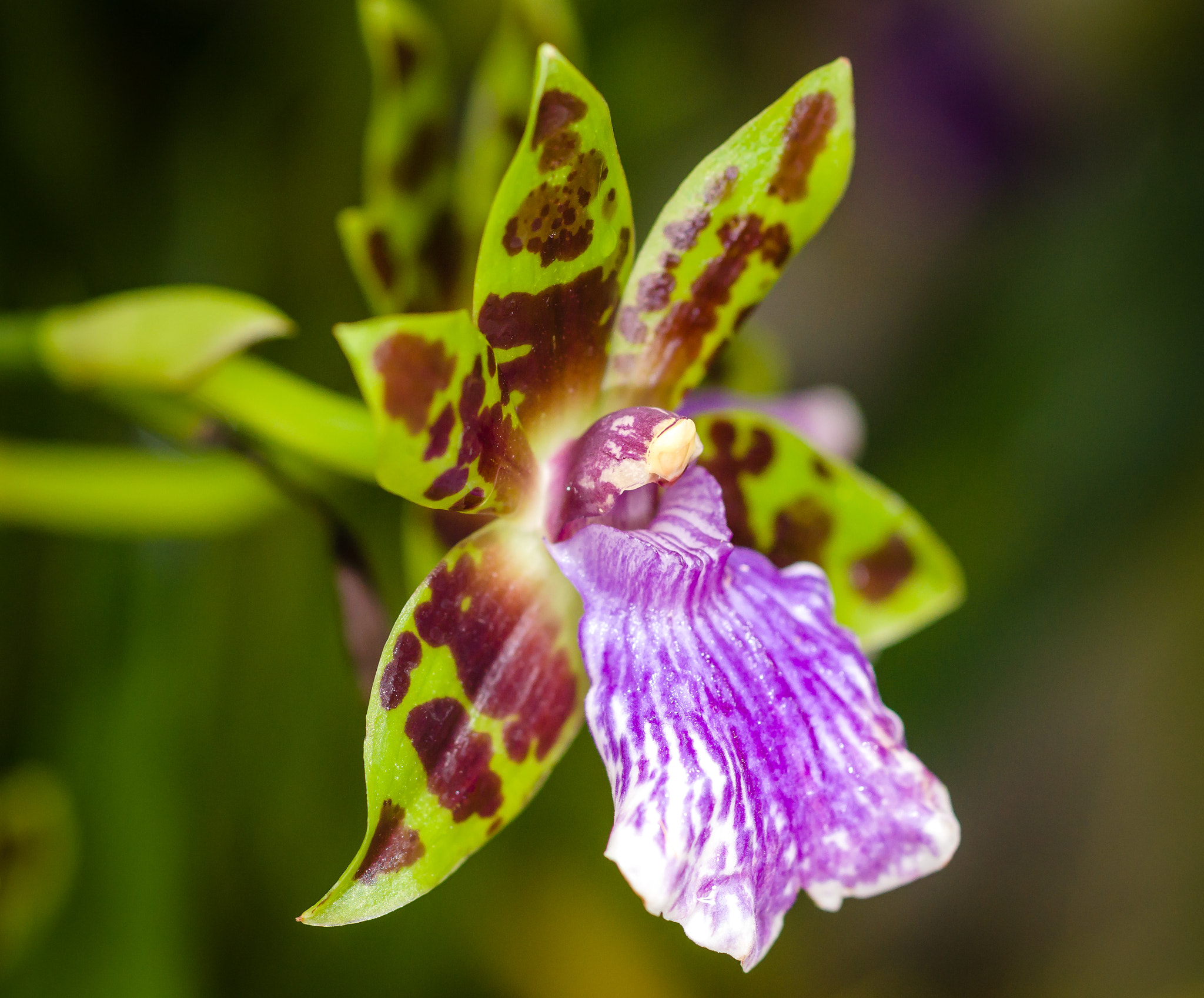 Sony a99 II + Sony 100mm F2.8 Macro sample photo. Orchid photography