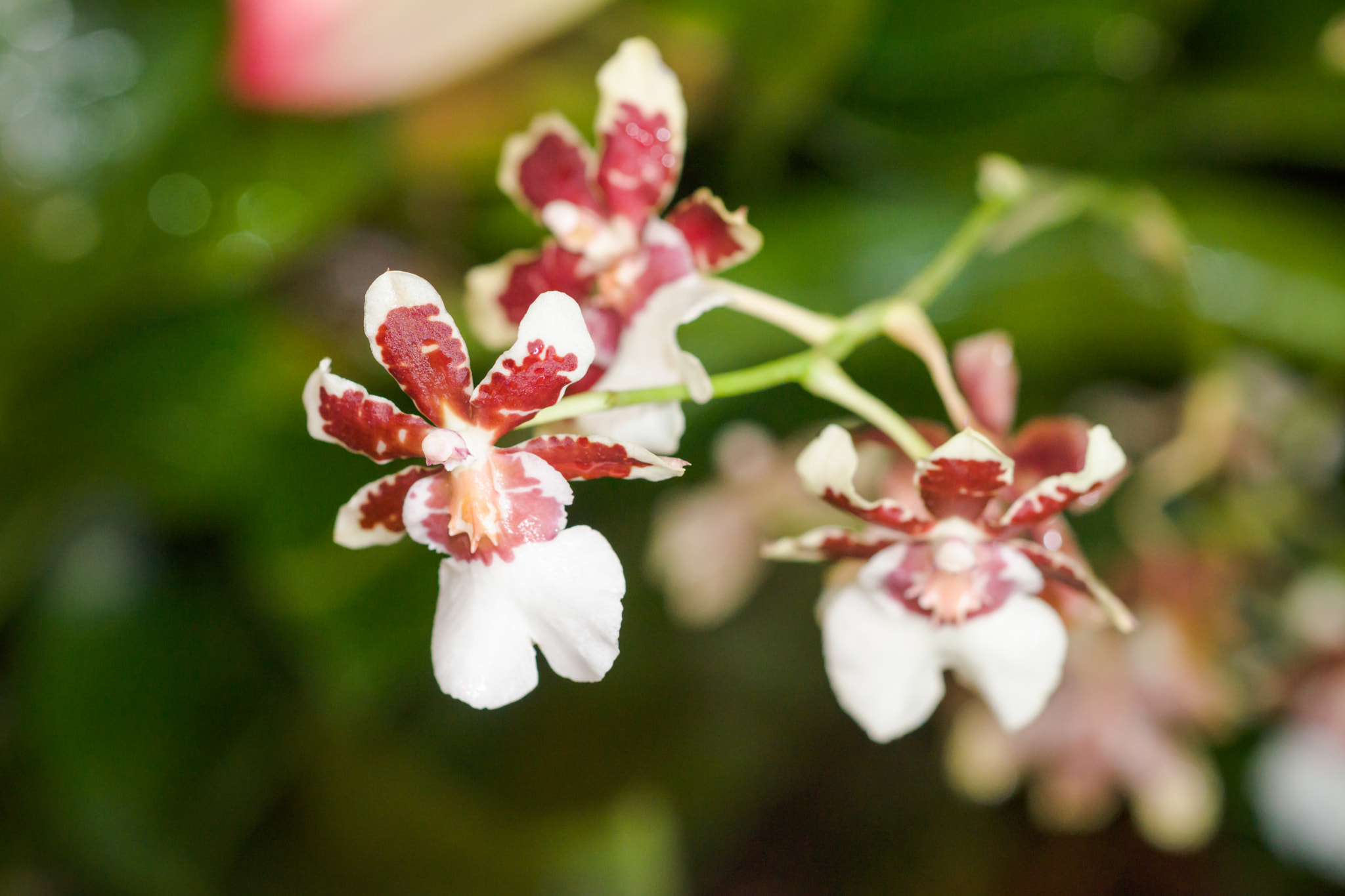 Sony a99 II + Sony 100mm F2.8 Macro sample photo. Orchid photography