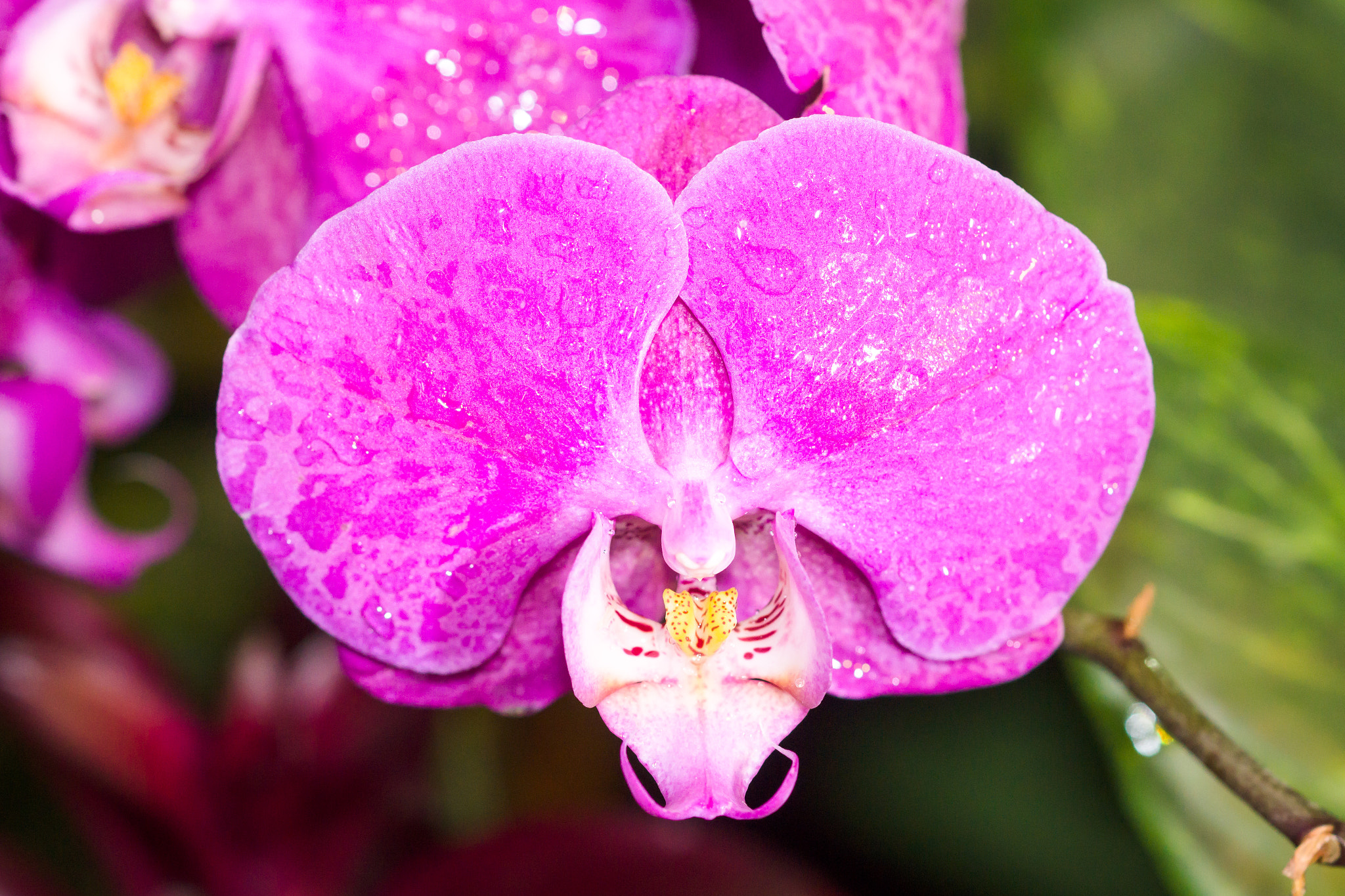 Sony a99 II + Sony 100mm F2.8 Macro sample photo. Orchid photography