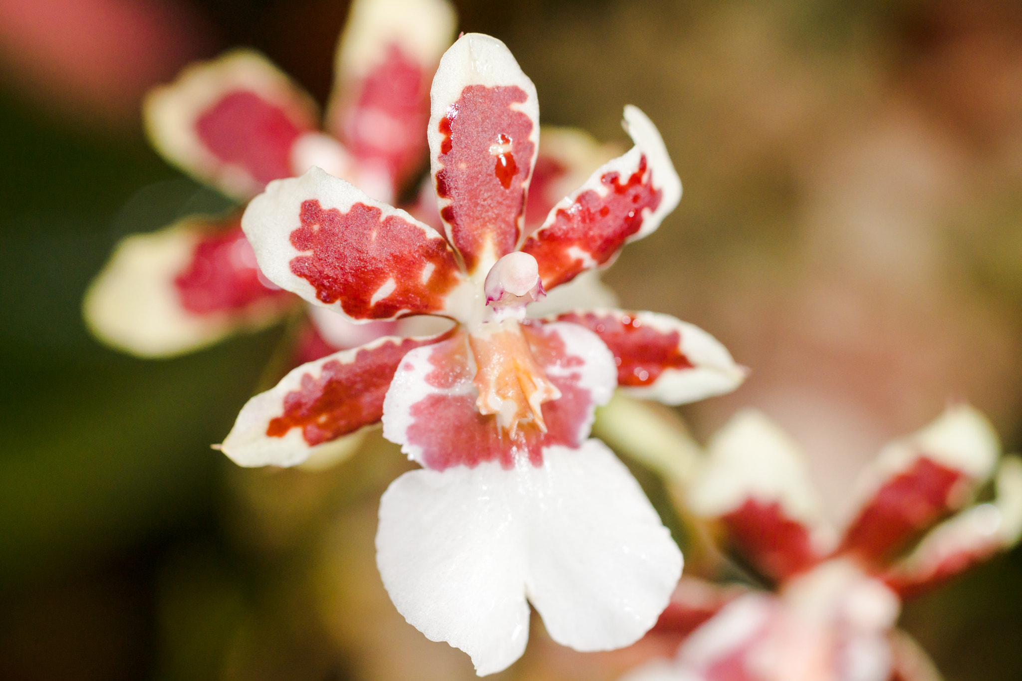 Sony a99 II + Sony 100mm F2.8 Macro sample photo. Orchid photography
