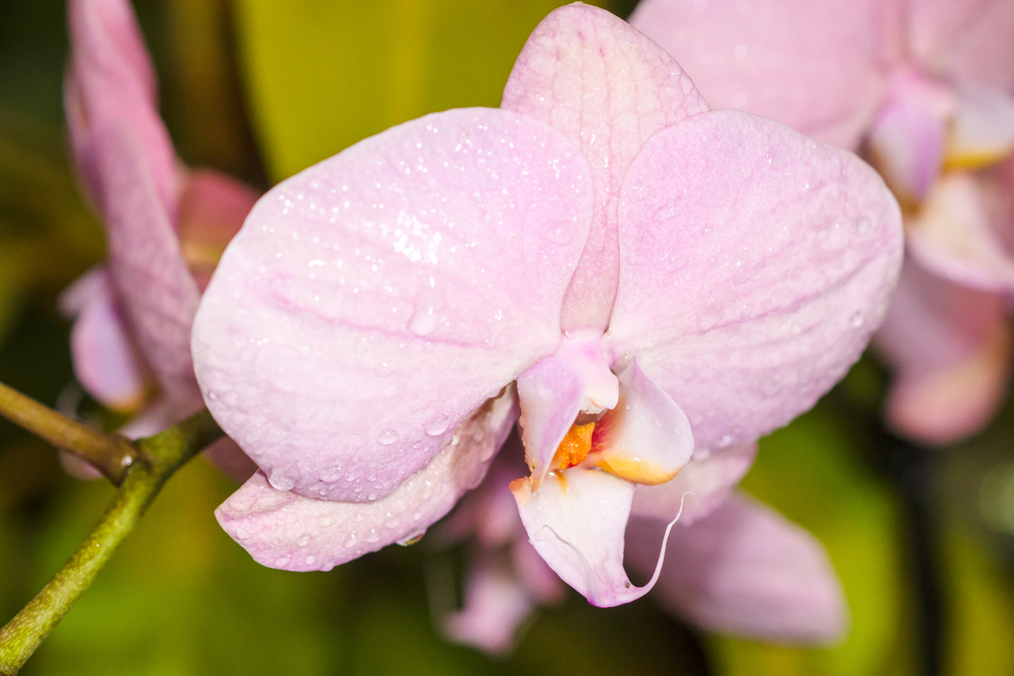 Sony a99 II + Sony 100mm F2.8 Macro sample photo. Orchid photography