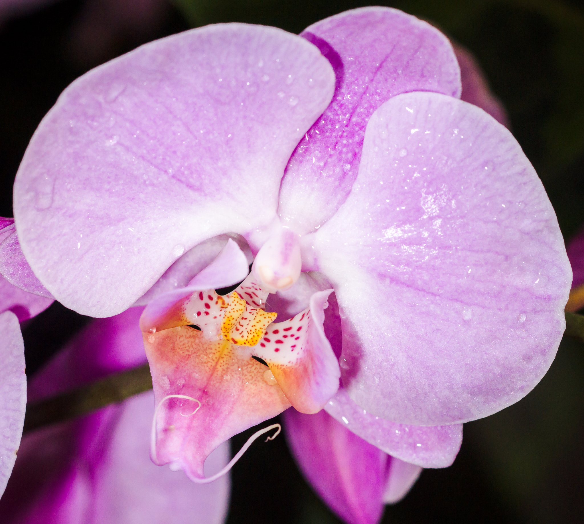 Sony a99 II + Sony 100mm F2.8 Macro sample photo. Orchid photography
