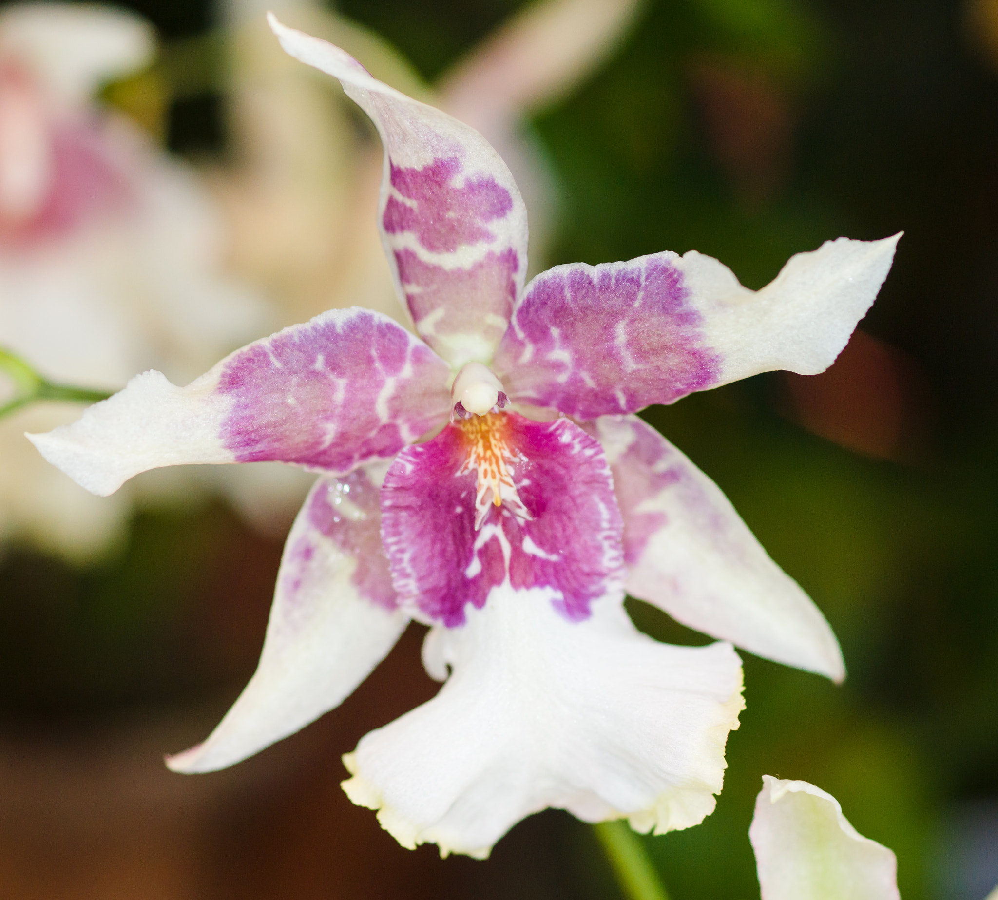 Sony a99 II + Sony 100mm F2.8 Macro sample photo. Orchid photography